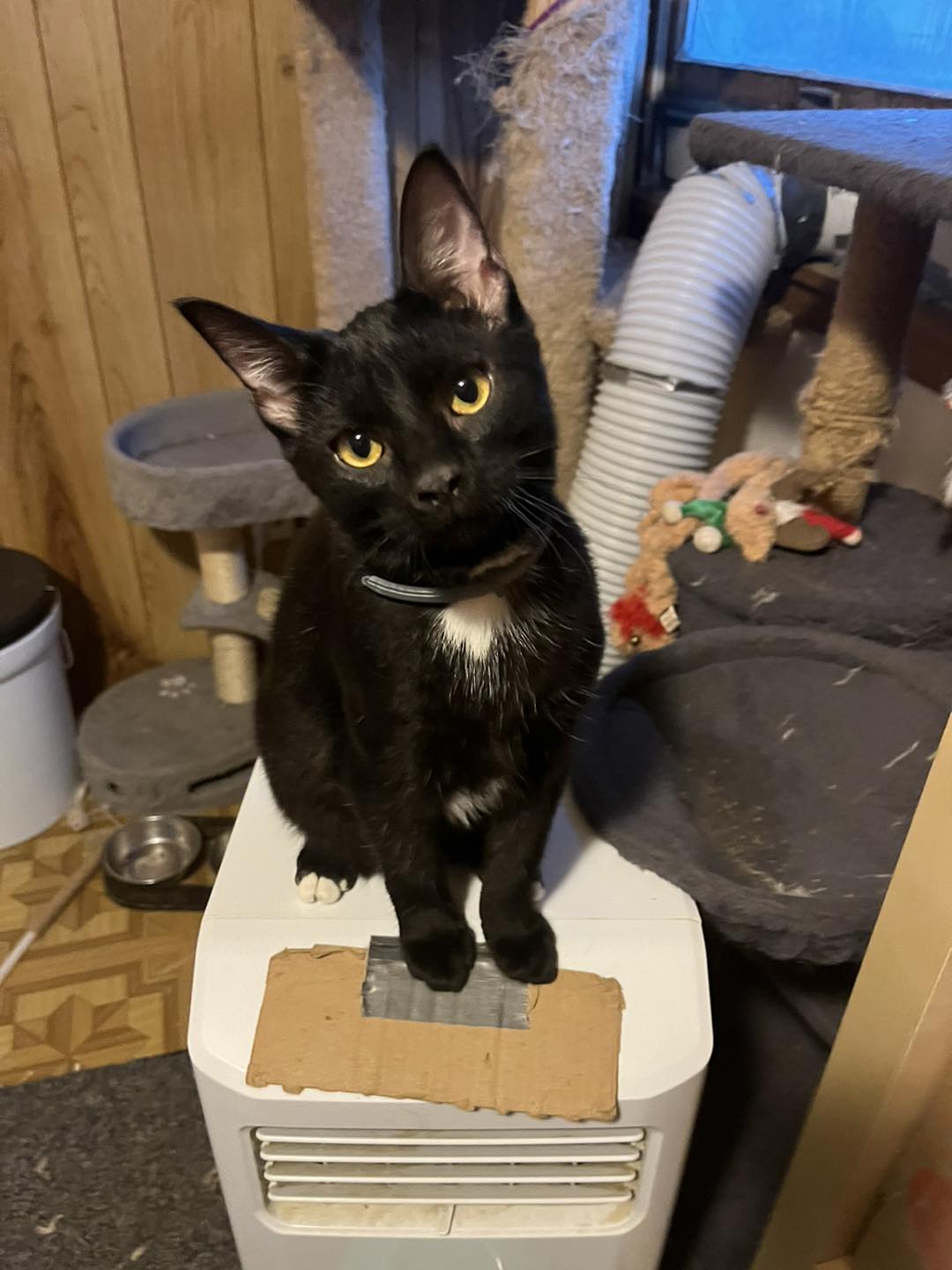 PAUSE FOR PAWS LLC Chincoteague