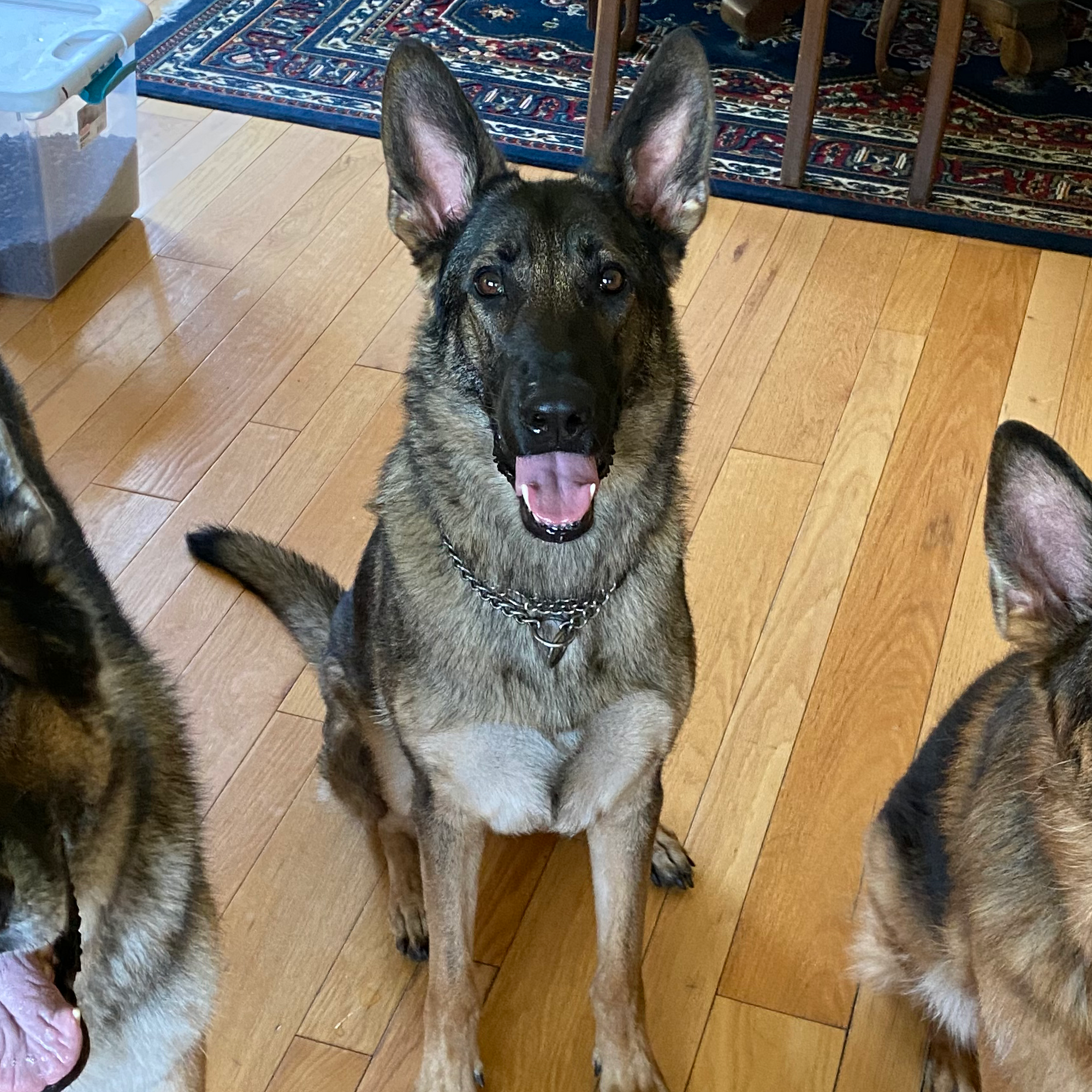 NRV Pet Grooming Christiansburg