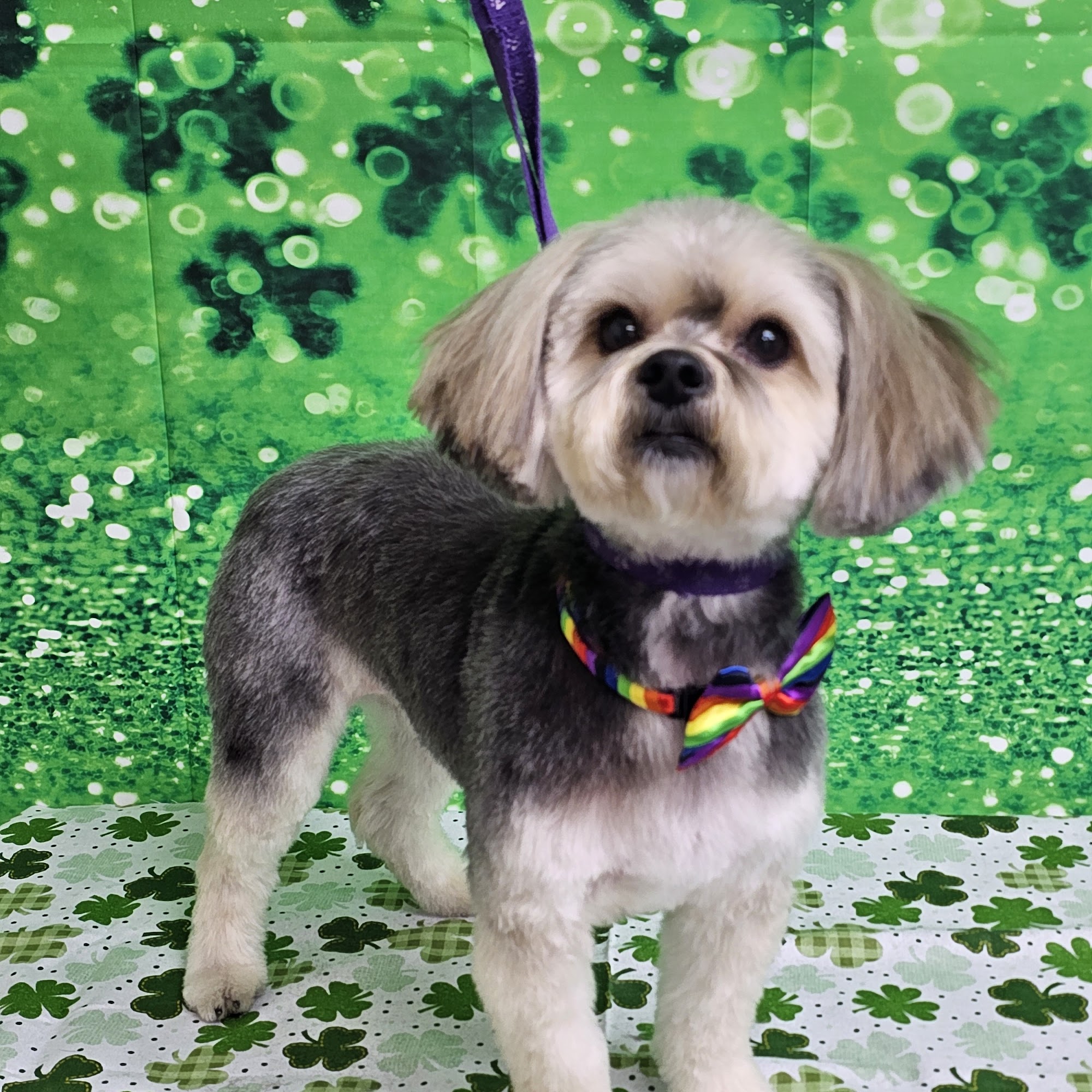 Diva Dogs Canine Spa Christiansburg