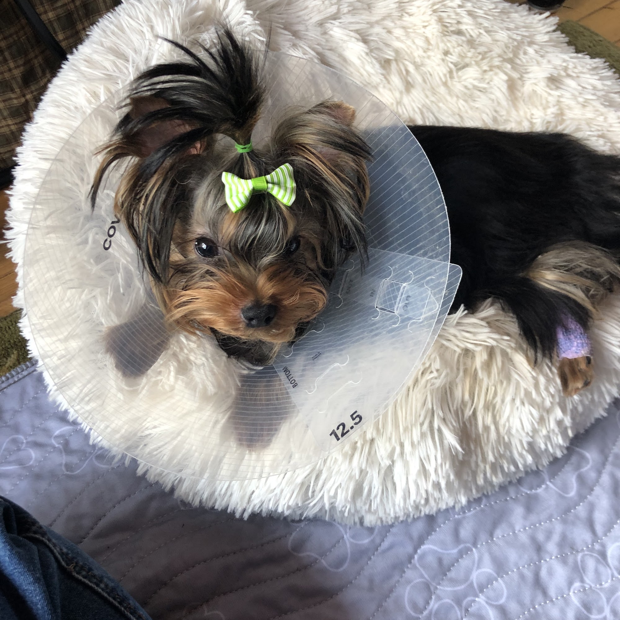 Clarksville Veterinary Clinic Clarksville