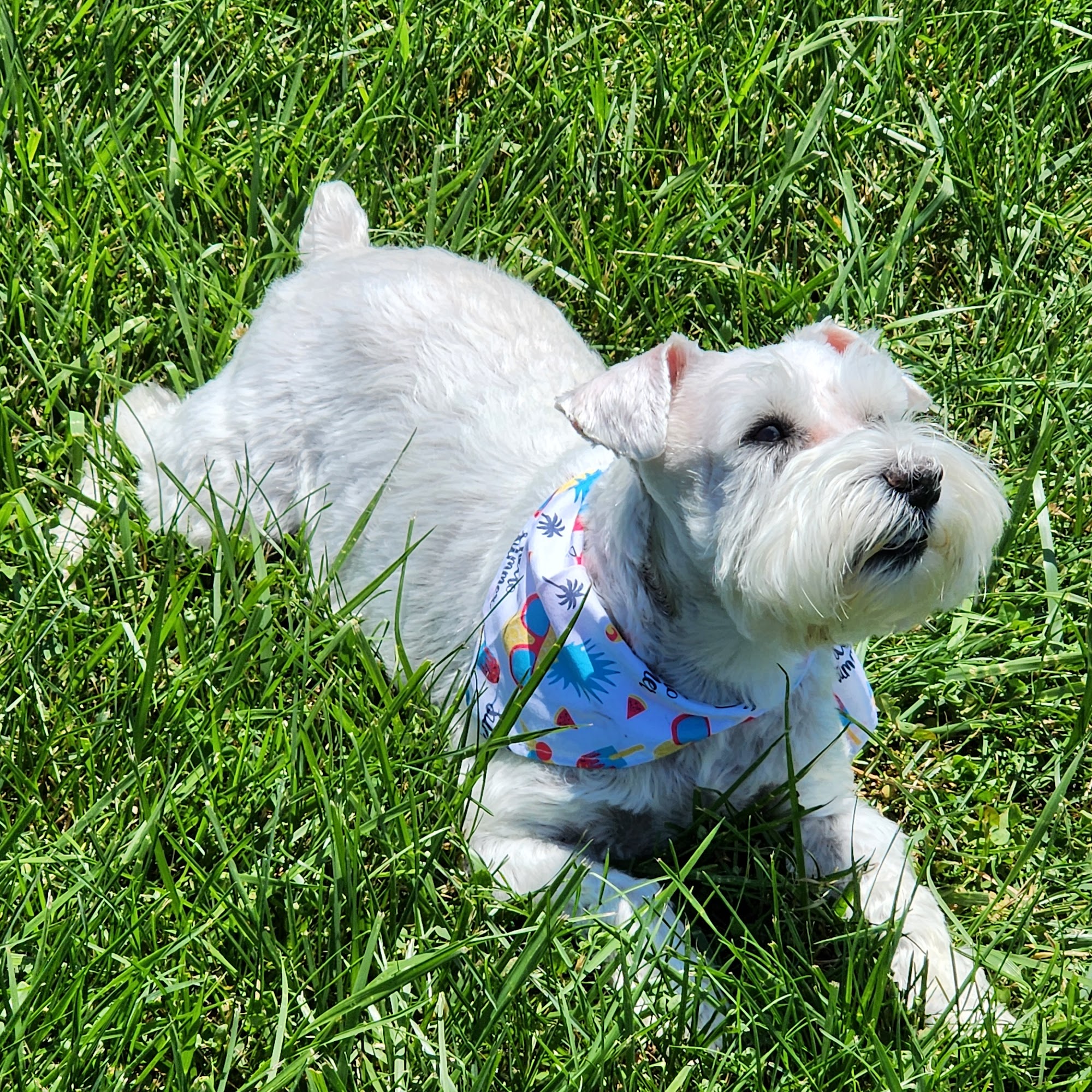 Betsy's Grooming Clarksville