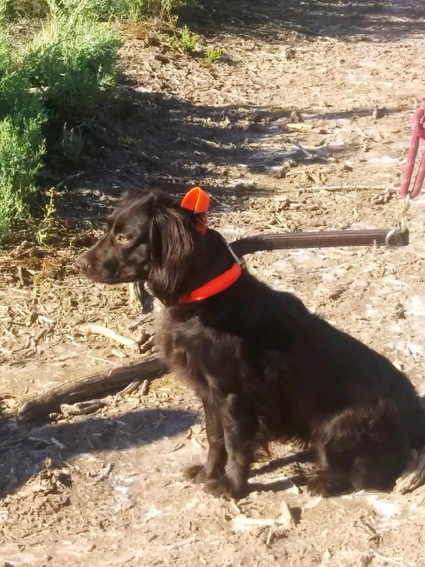 Apex Electric Service Inc