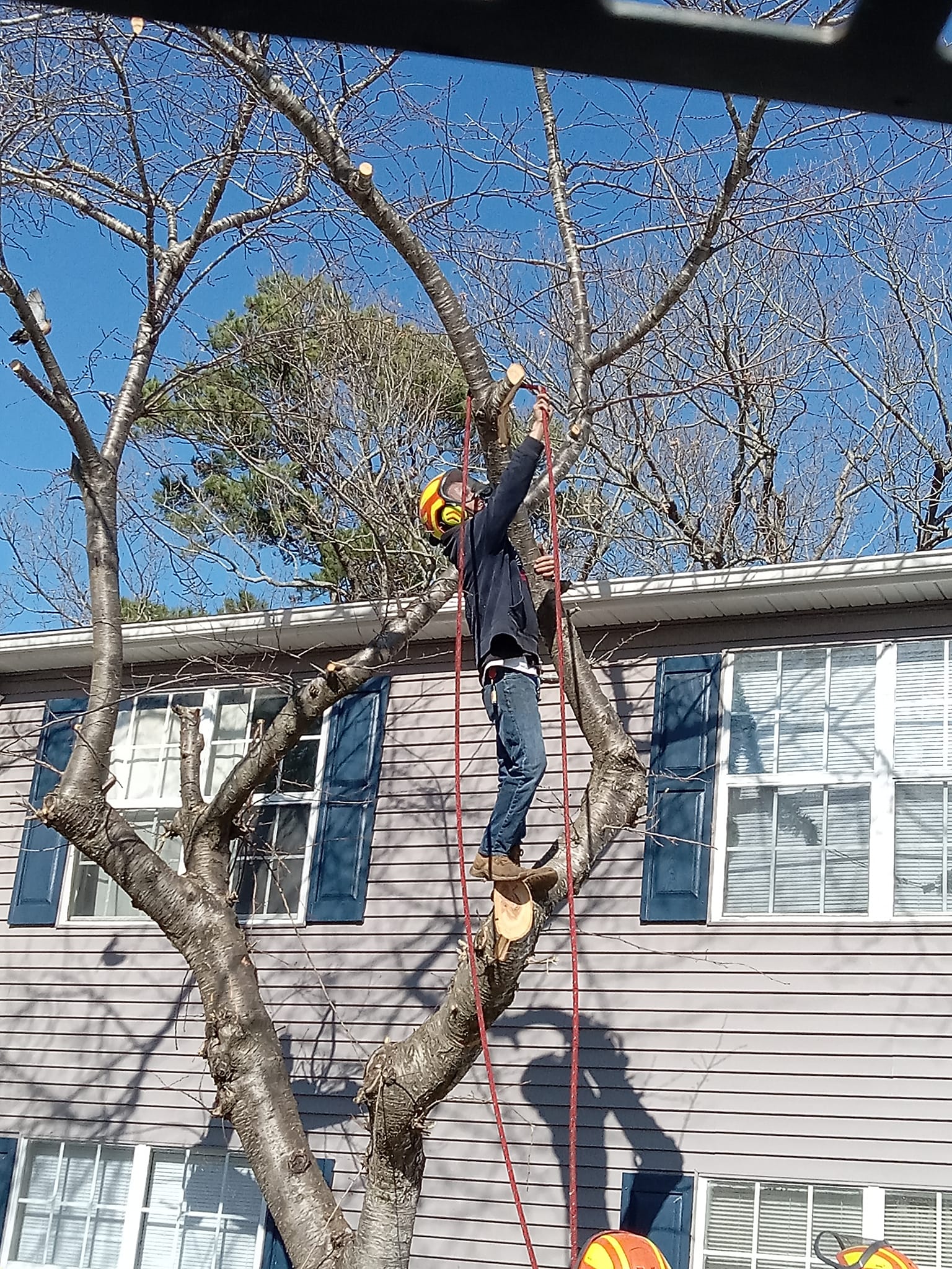 Klean Kutts tree and lawn specialist