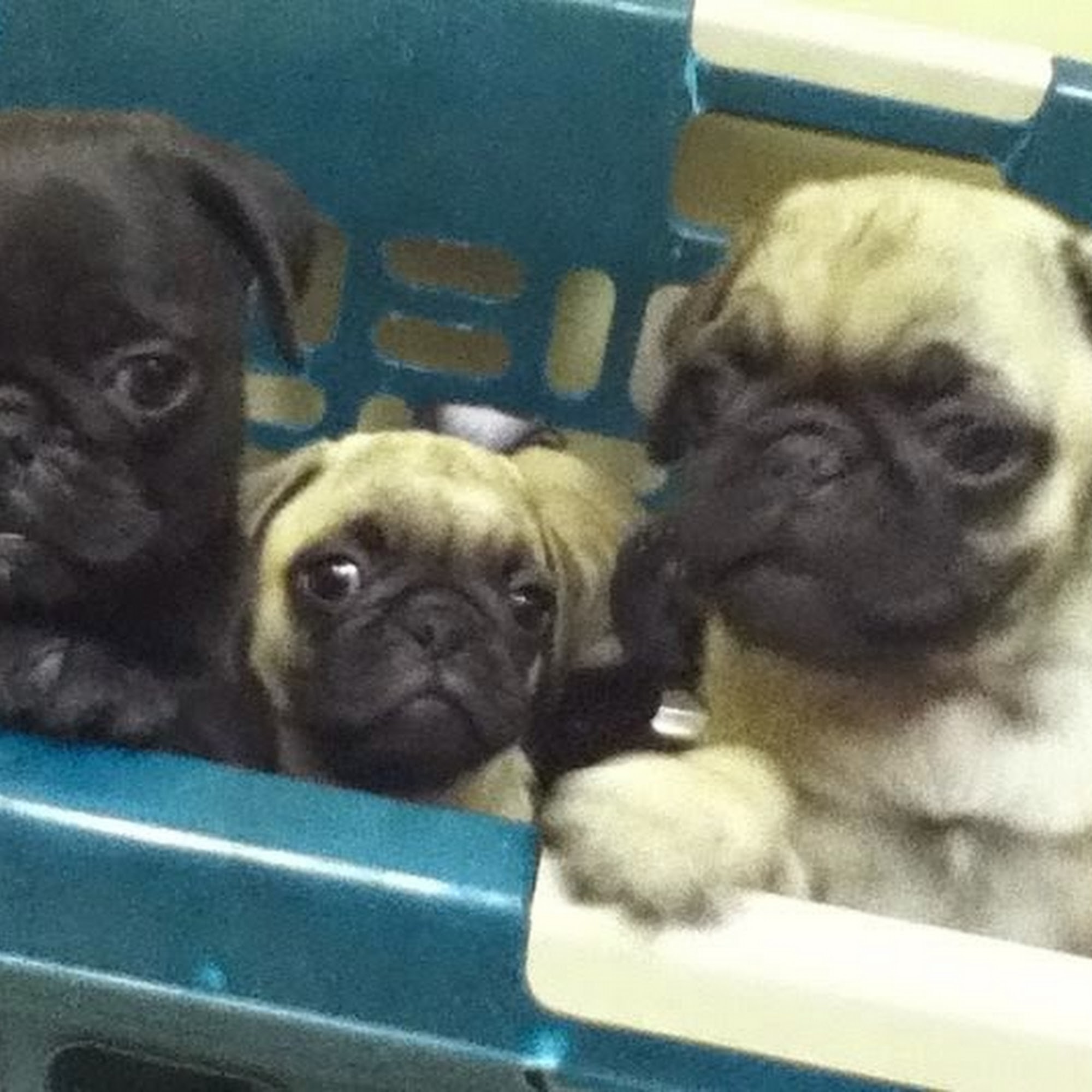 vetXpress Colonial Heights Colonial Heights