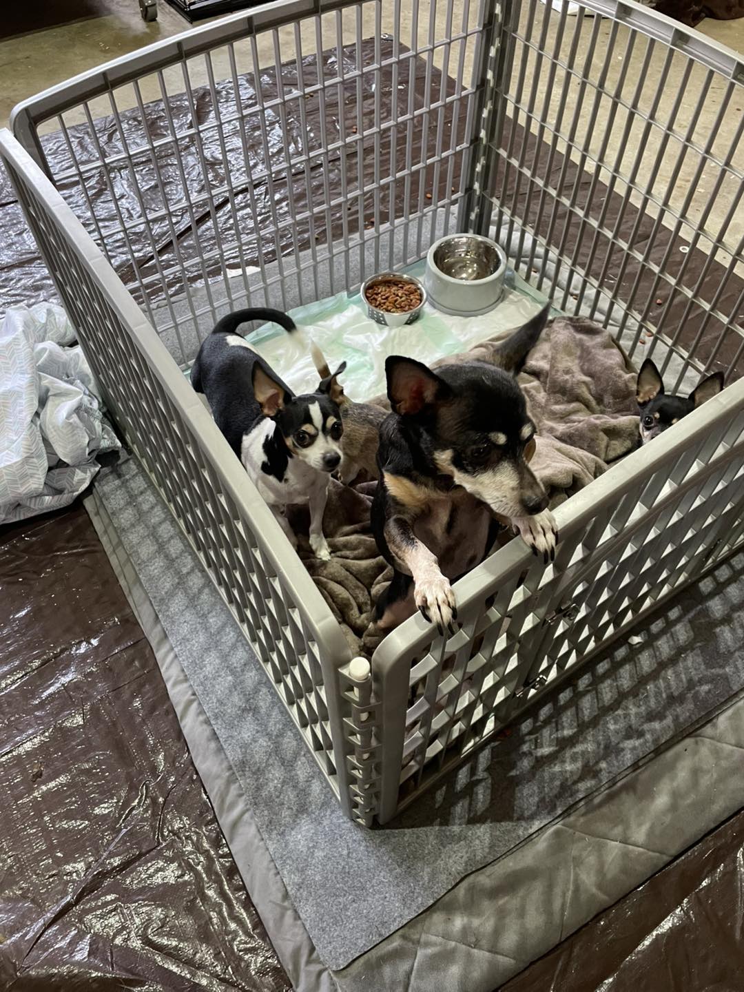 Bark Avenue Pet Salon & Spaw Colonial Heights