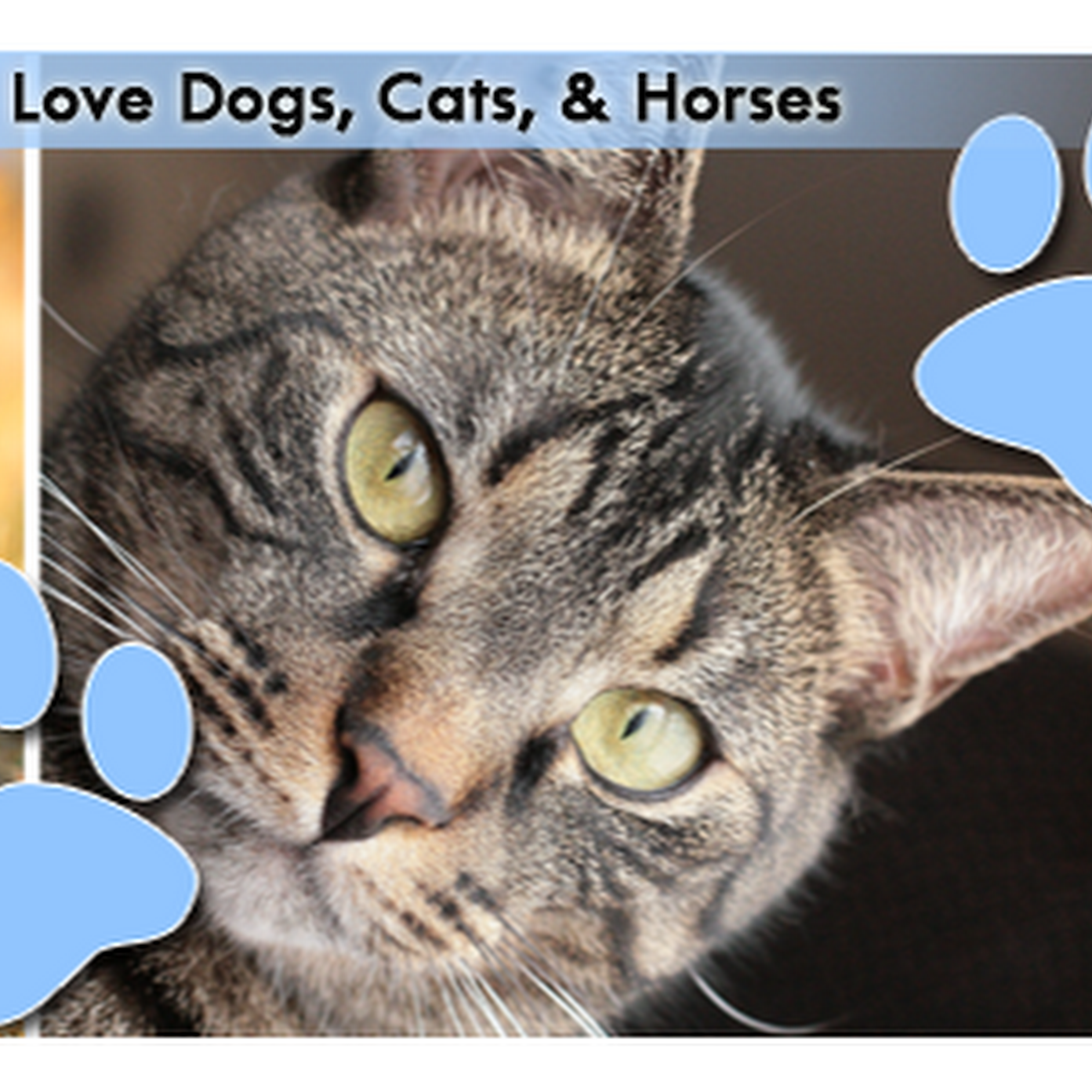 Swift Creek Kennels Colonial Heights