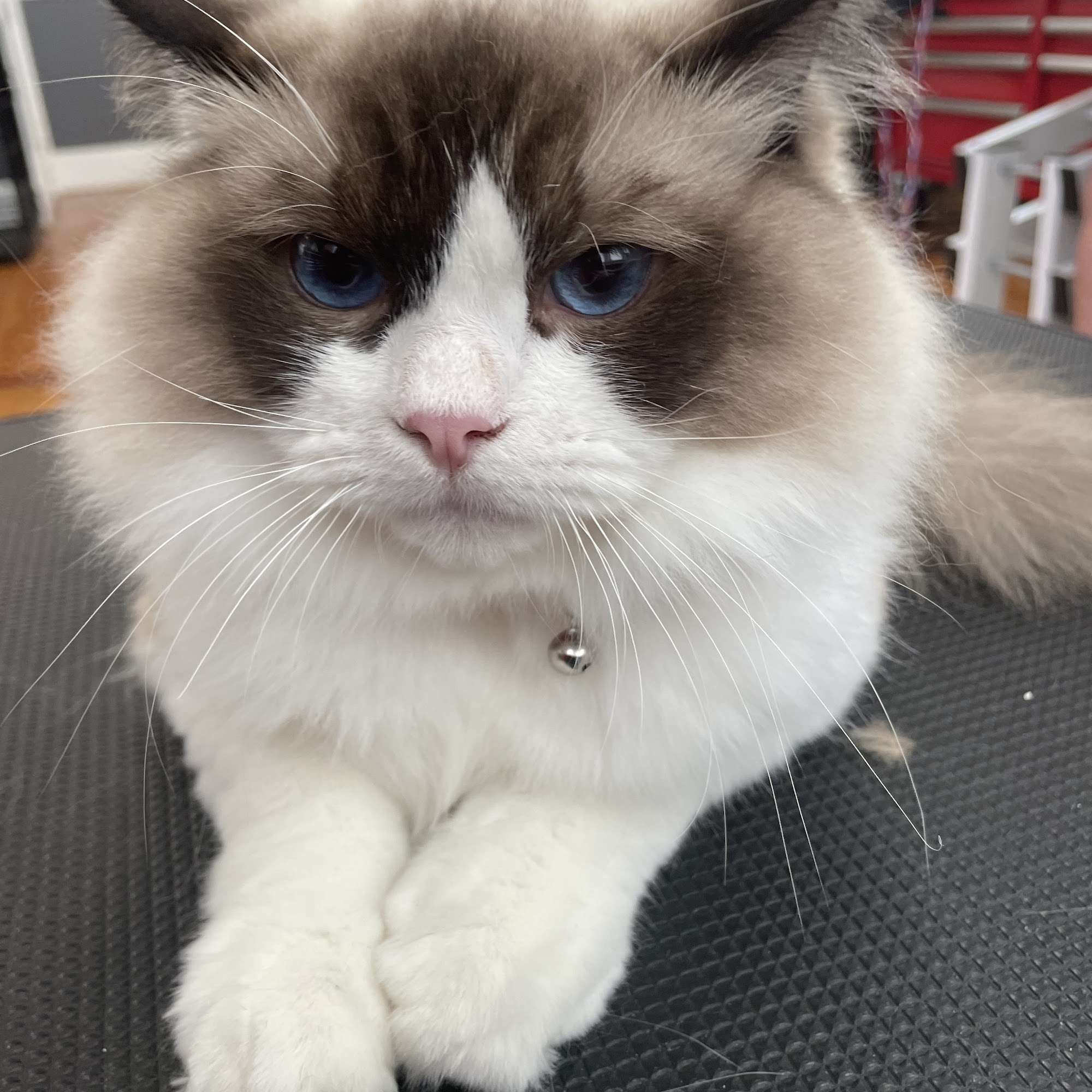 That Pet Spot Colonial Heights