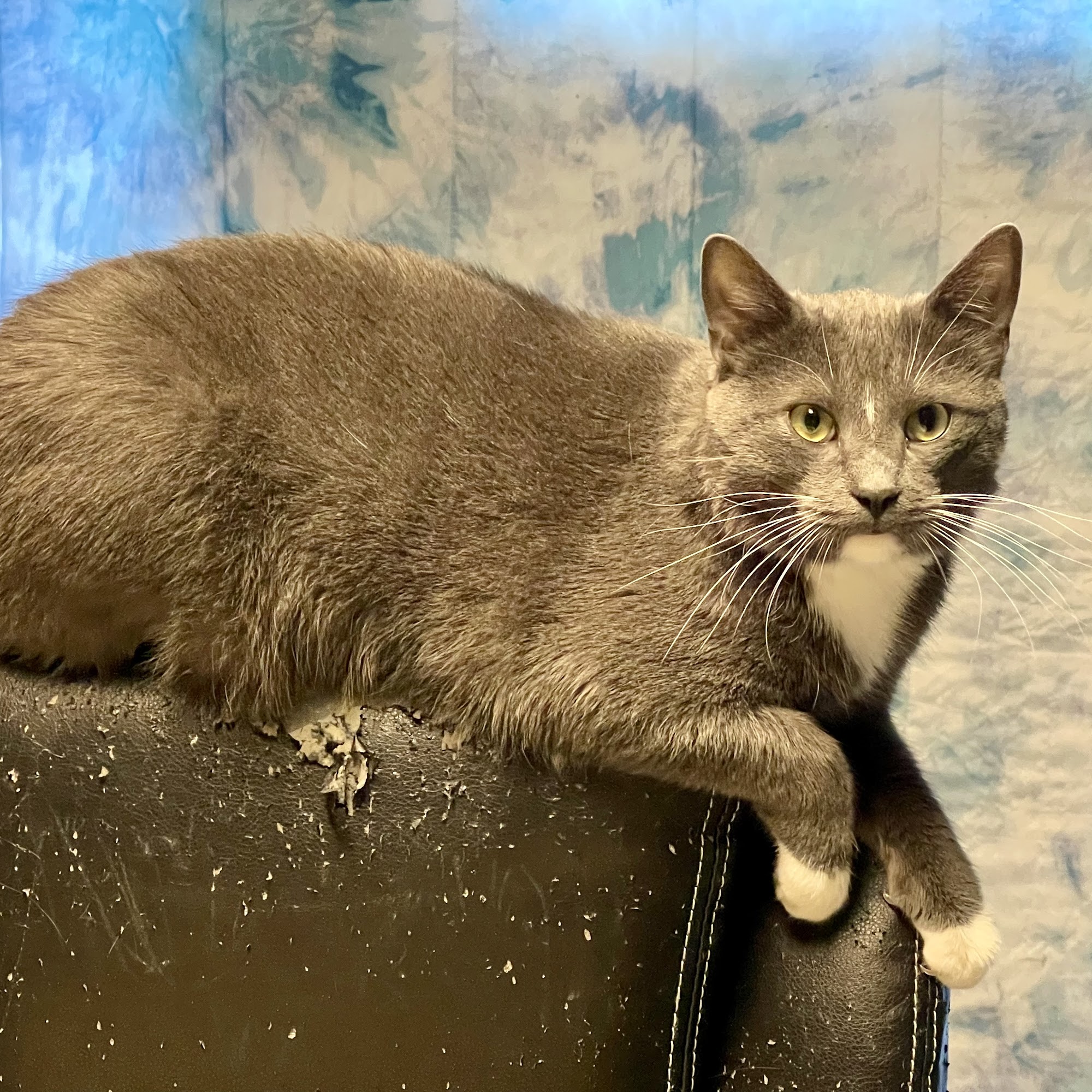 Intervale Animal Hospital Covington