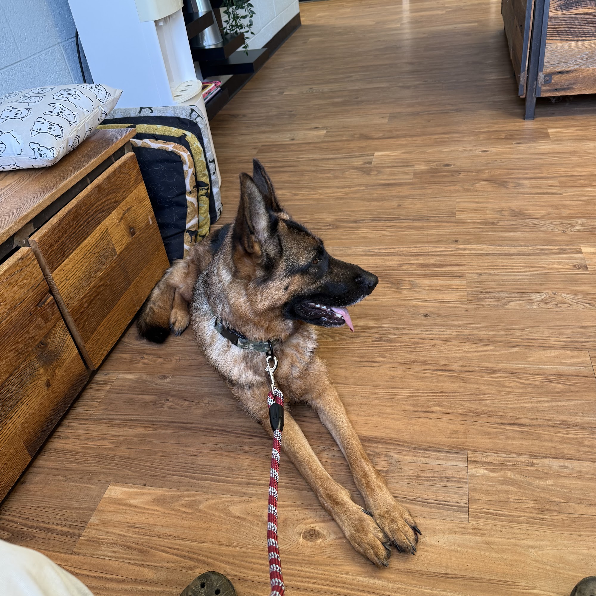 Culpeper Animal Hospital Culpeper