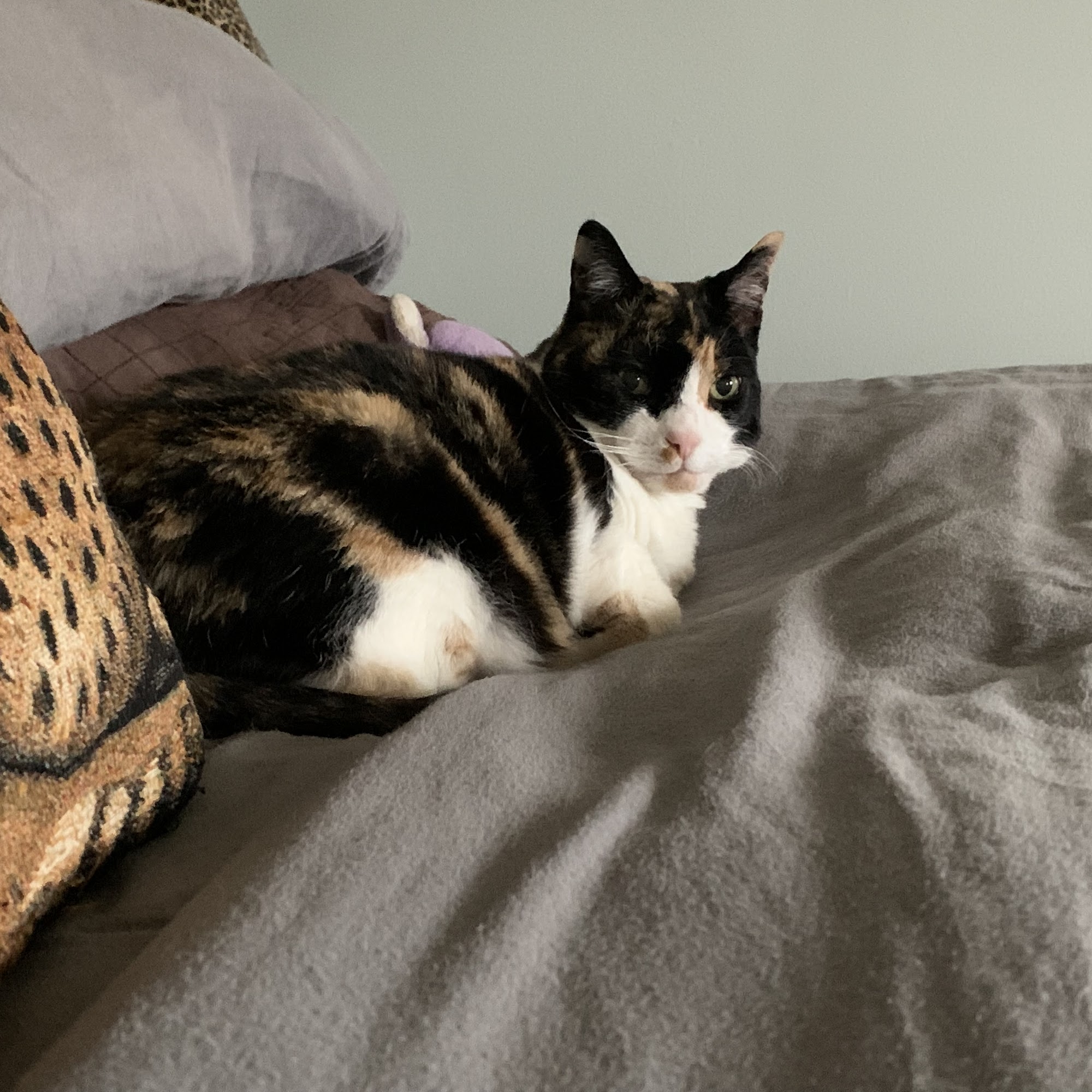 Blue Ridge Animal Hospital Culpeper