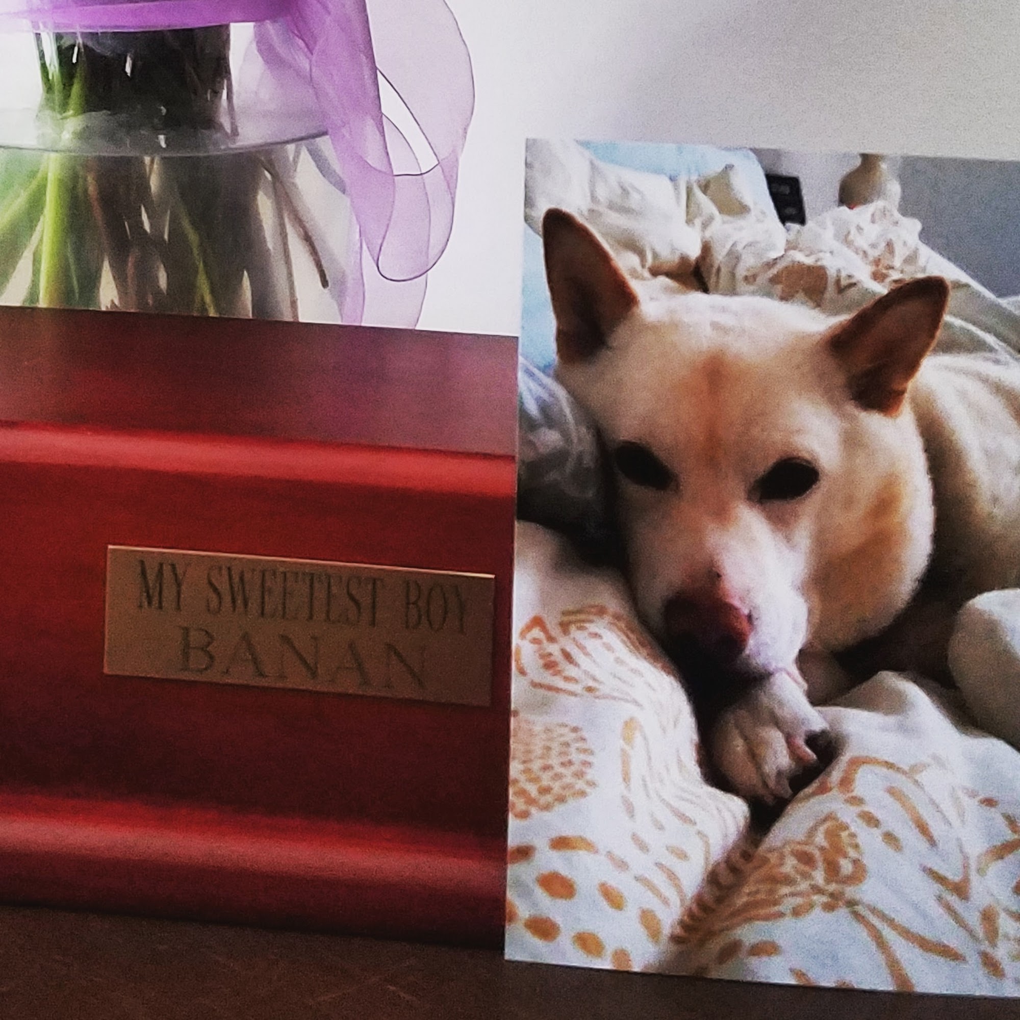 Culpeper Animal Hospital: Kellum Andrea DVM Culpeper