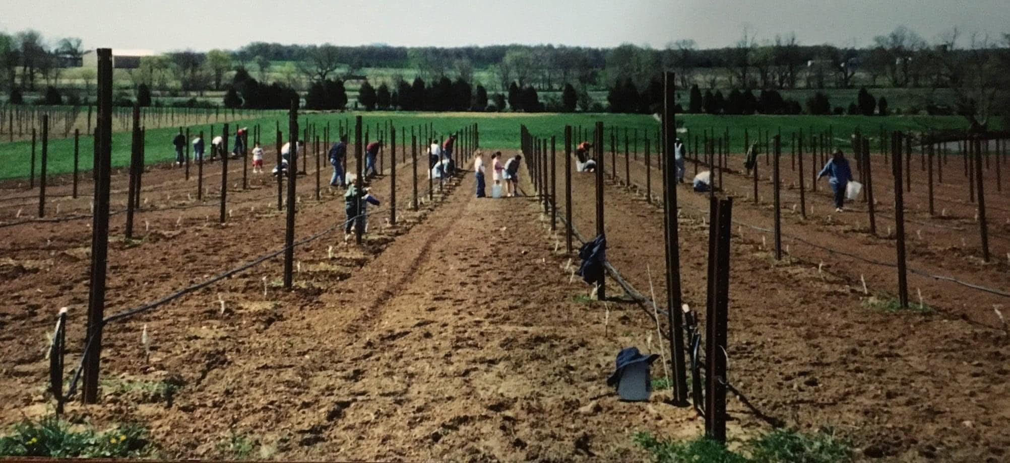 Old House Vineyards Culpeper