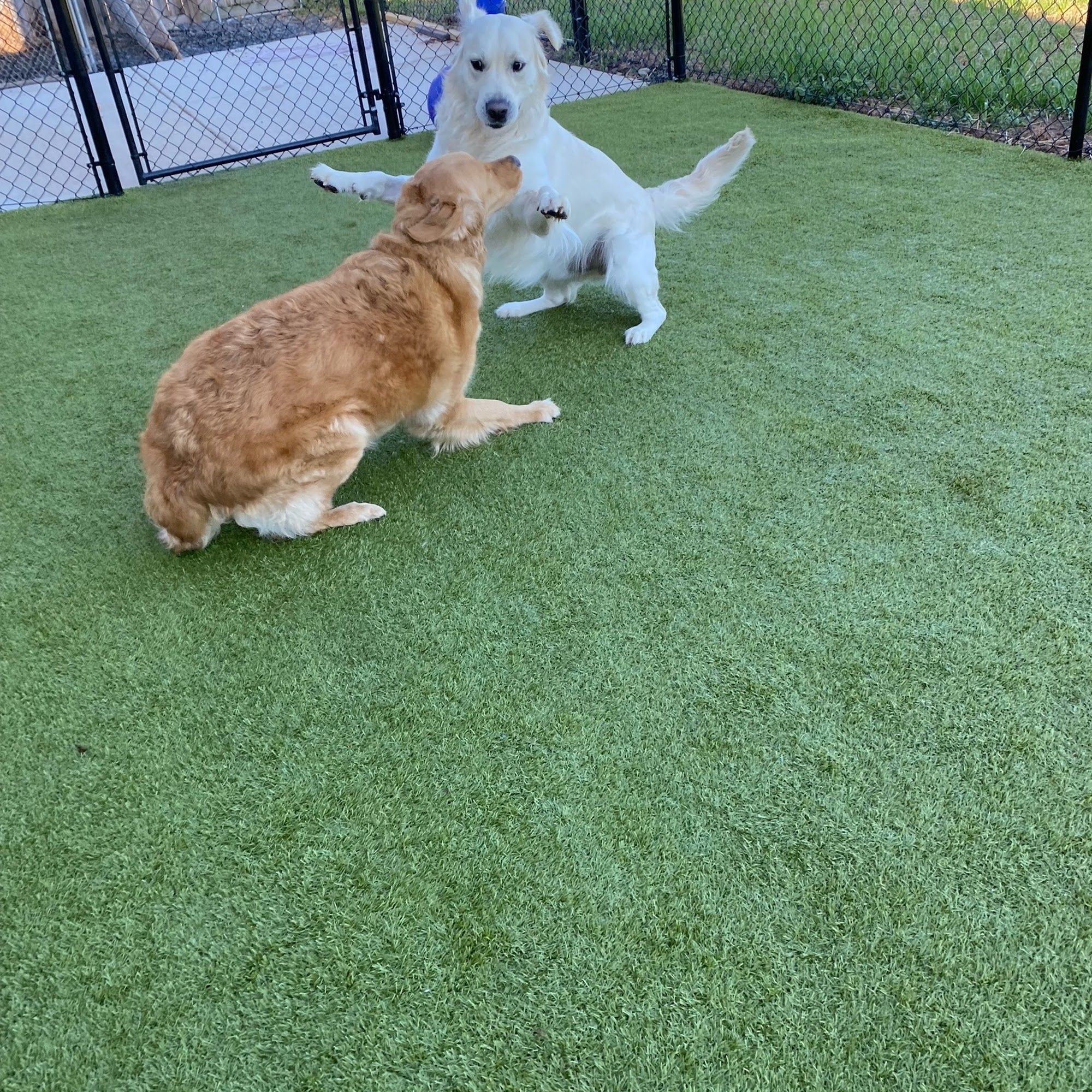 Alpha Pet Resort Culpeper