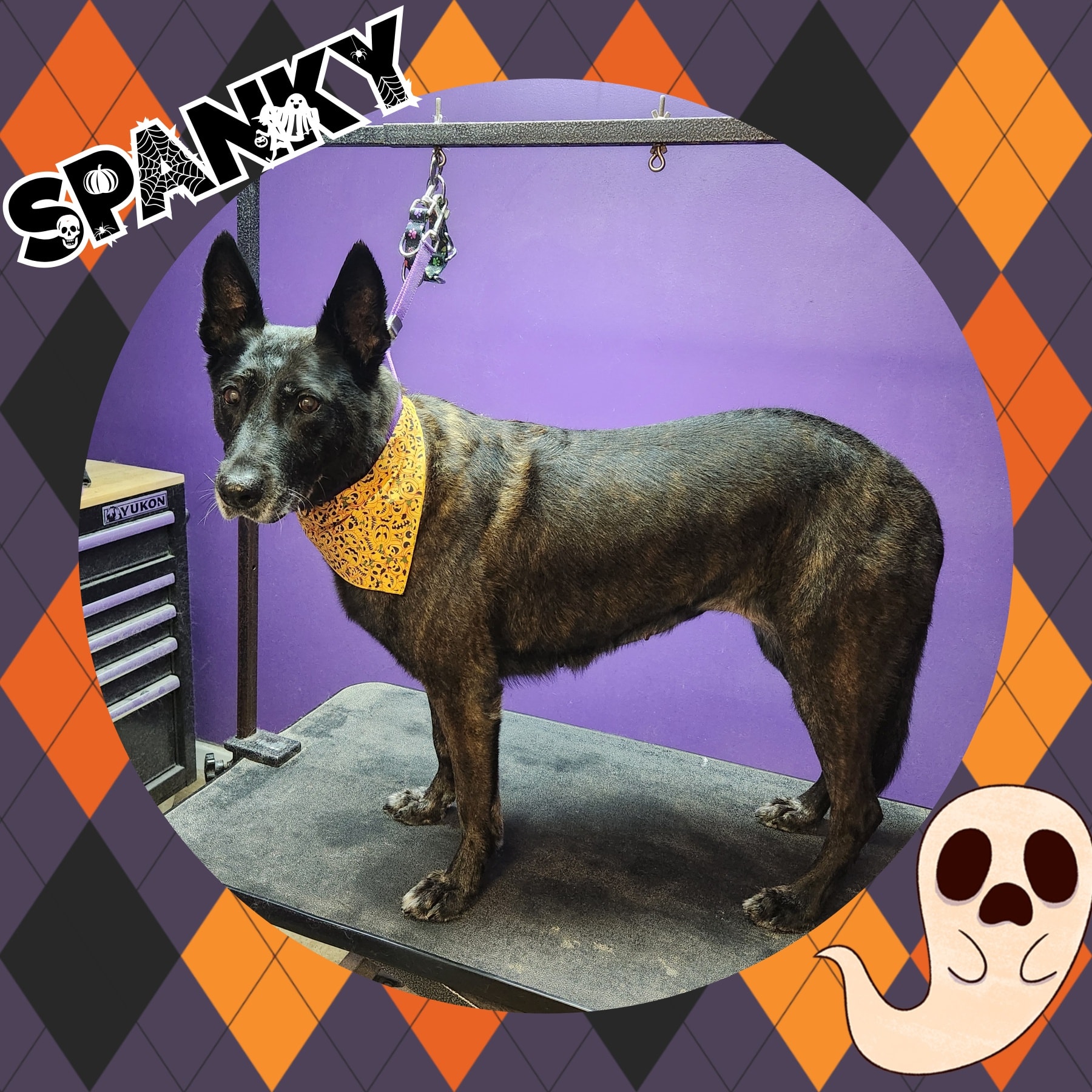 Ellie's Pet Service Culpeper