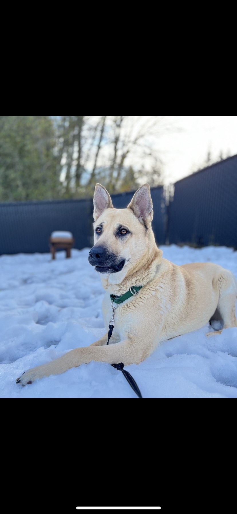 Culpeper Animal Hospital - Susan Jacobson DVM Culpeper