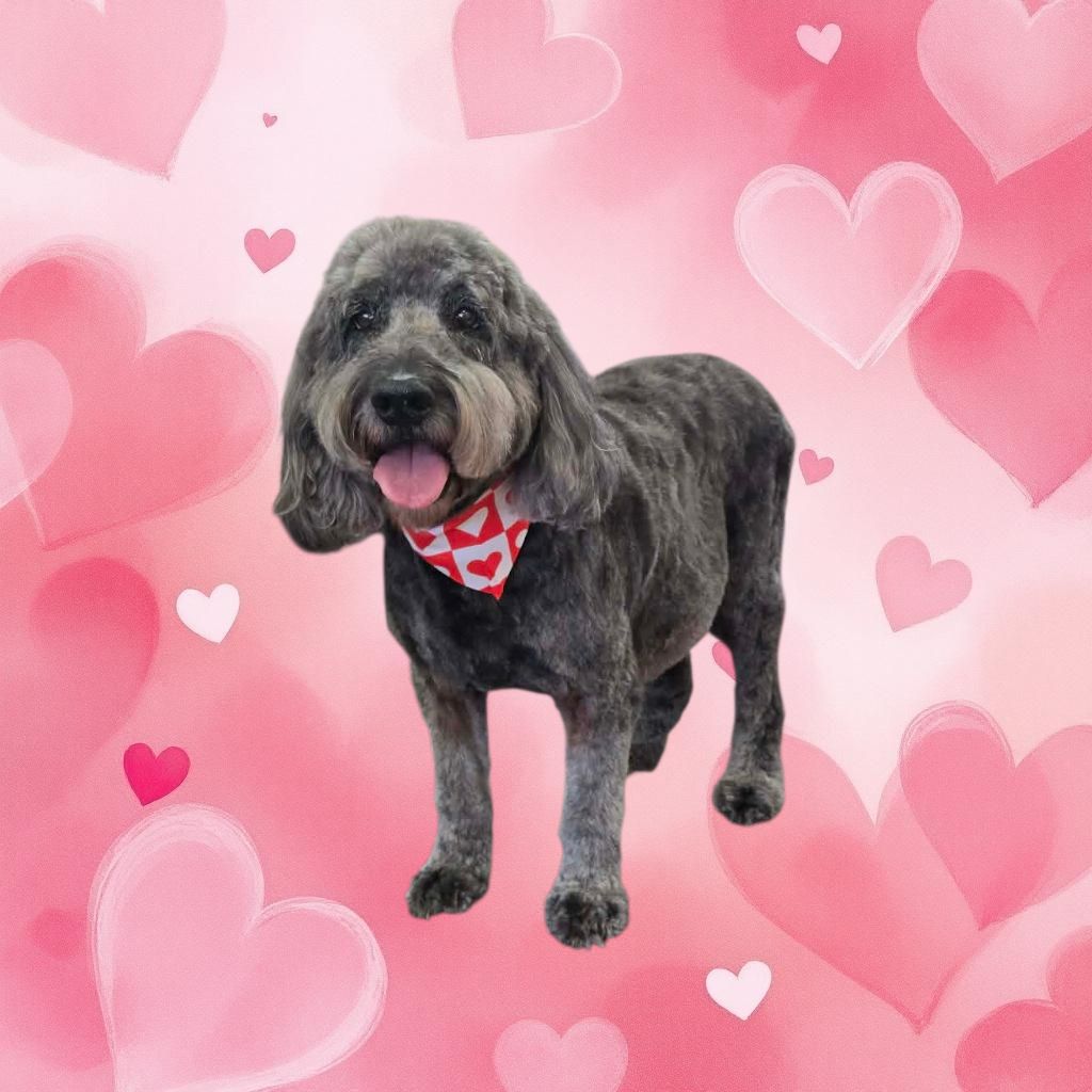 Wash & Wag of Culpeper Culpeper