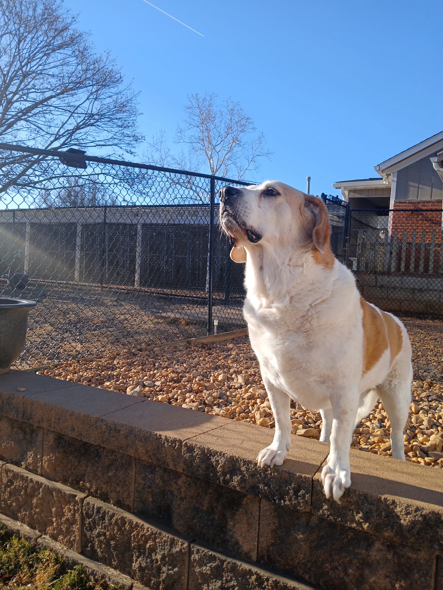 Mountain Run Kennel Culpeper