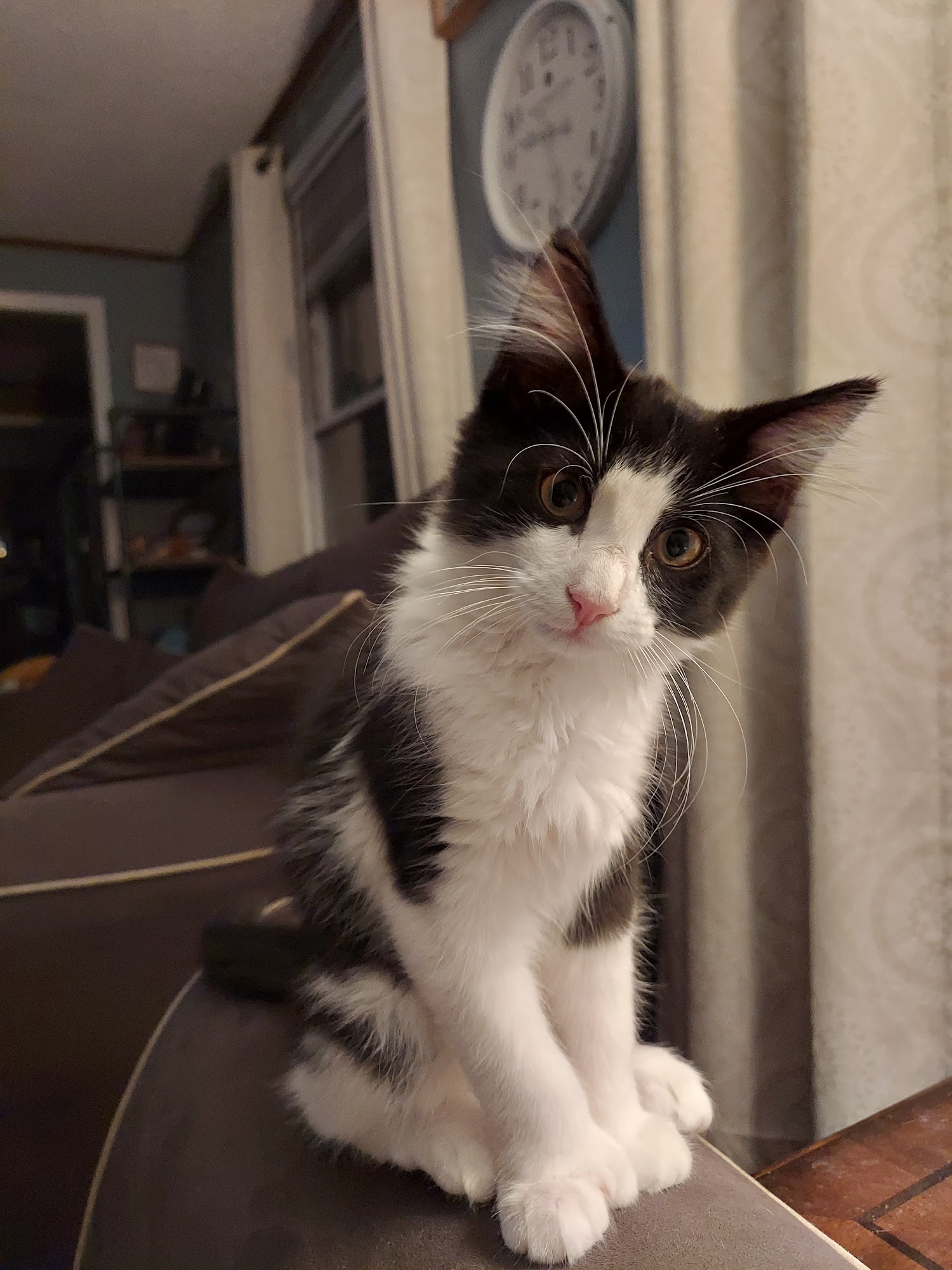 Culpeper County Animal Control Culpeper