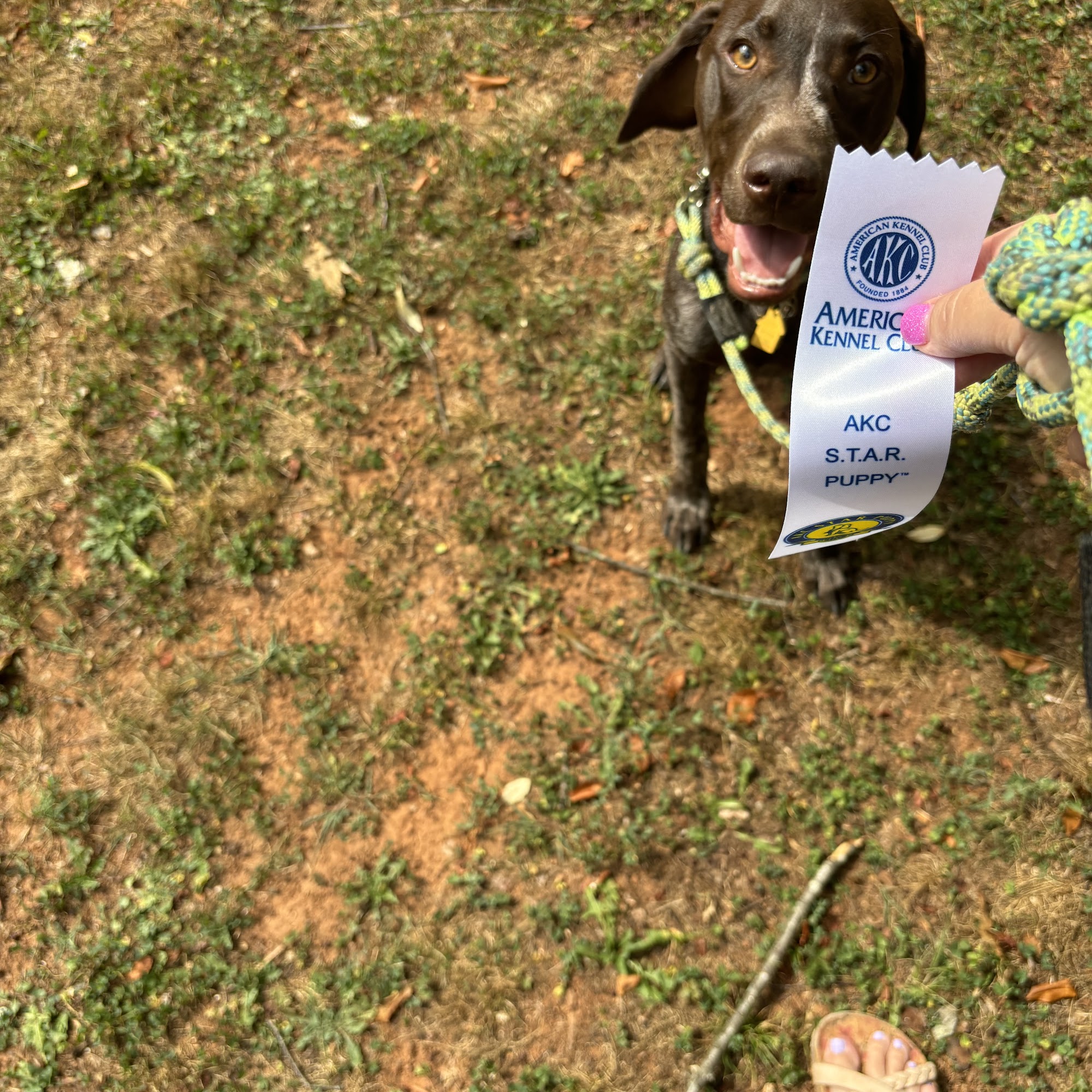 Professional Canine Services Inc. Culpeper