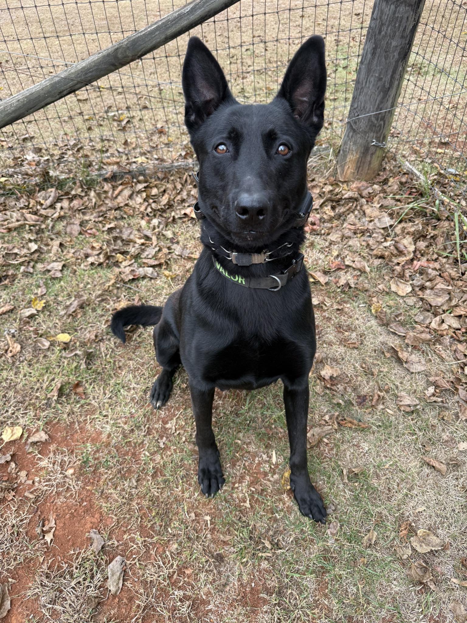 Professional Canine Services Inc. Culpeper