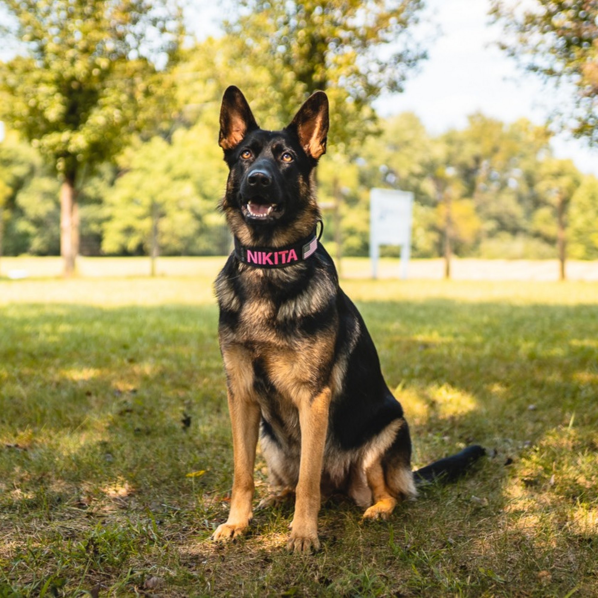 Blue Ridge Canine Culpeper