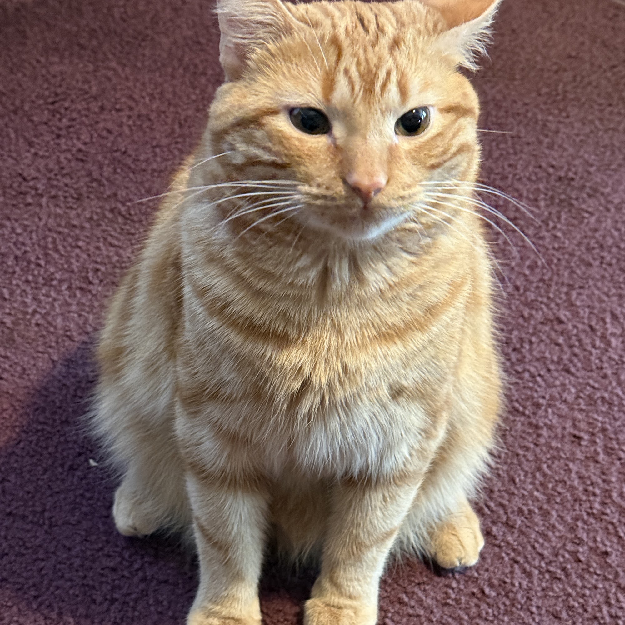 Cumberland Animal Hospital Cumberland