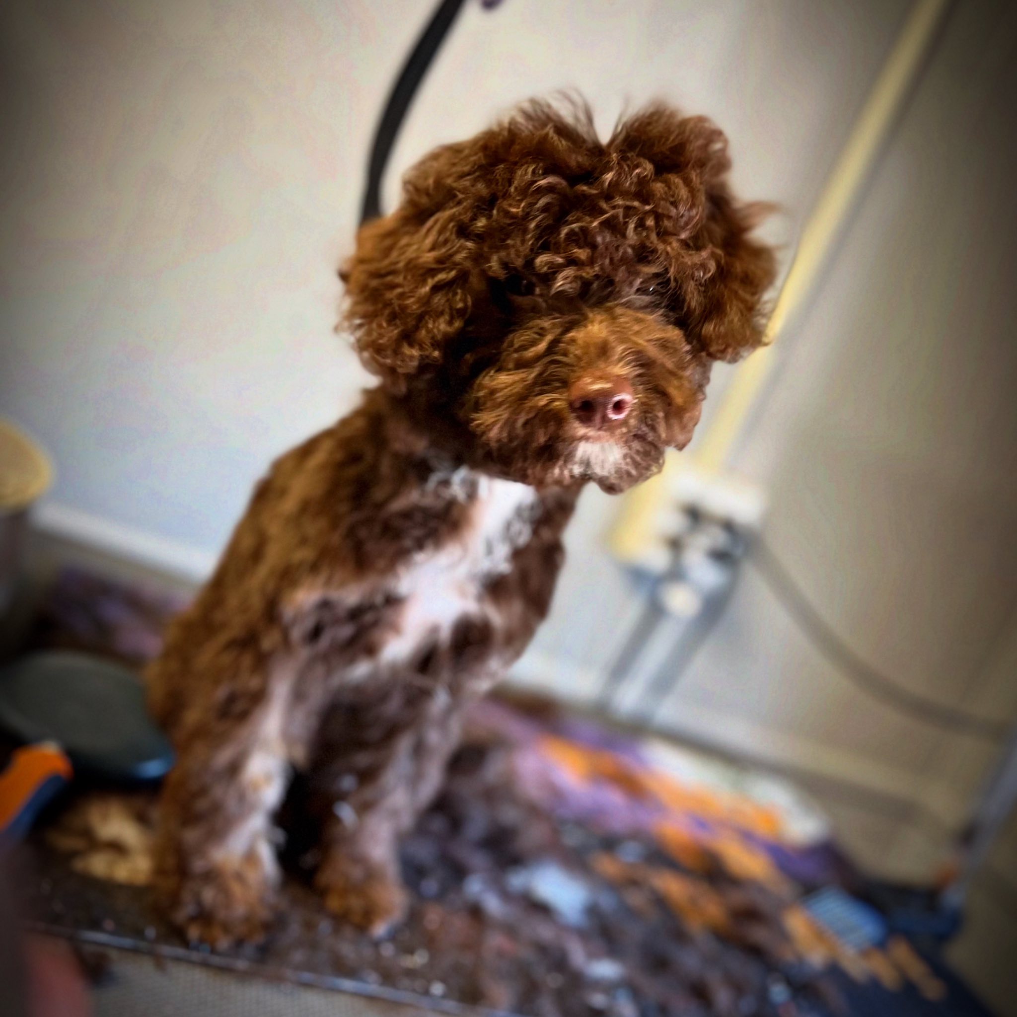 Bonz N' Bubbles Danville