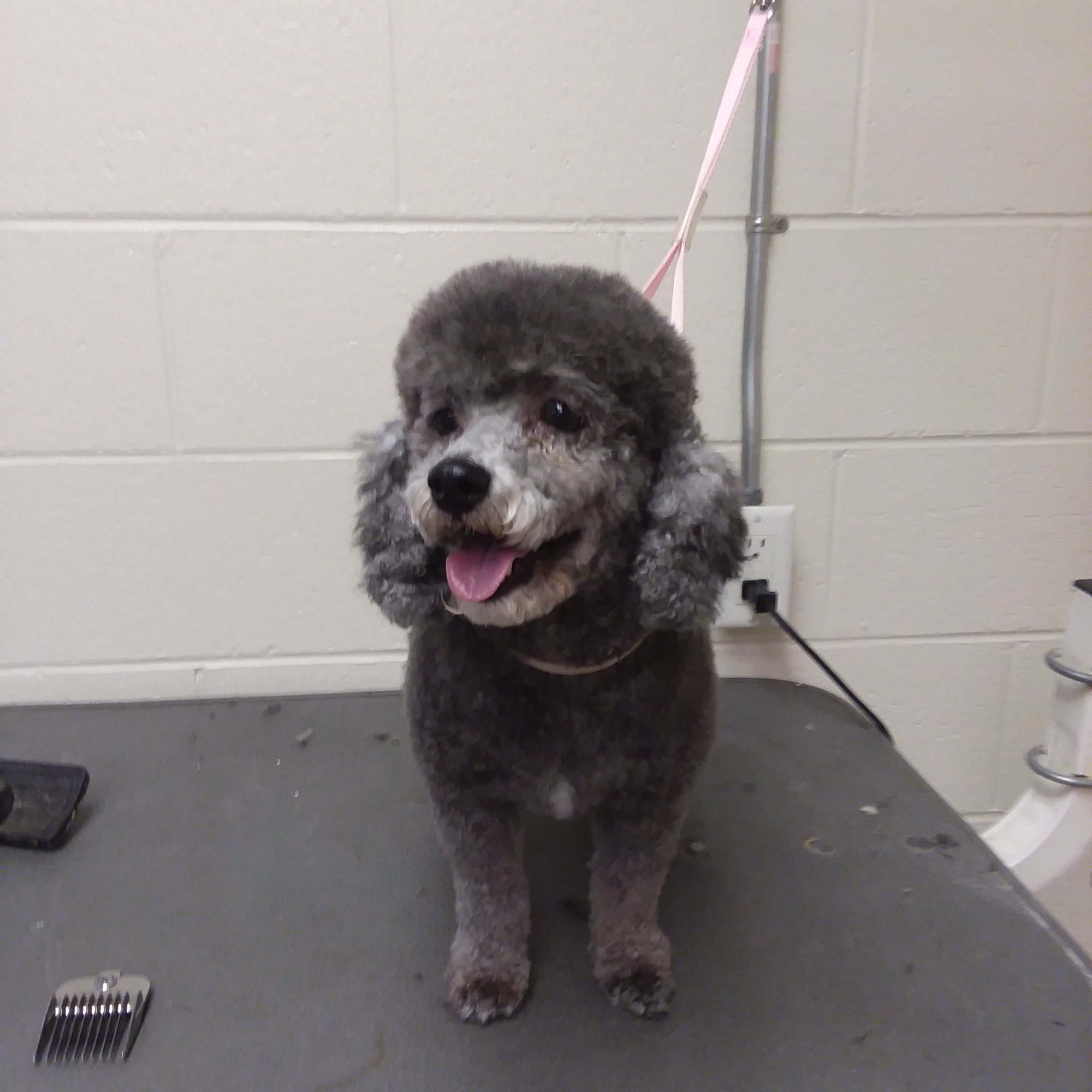 Danville Pet Resort, Inc. Danville