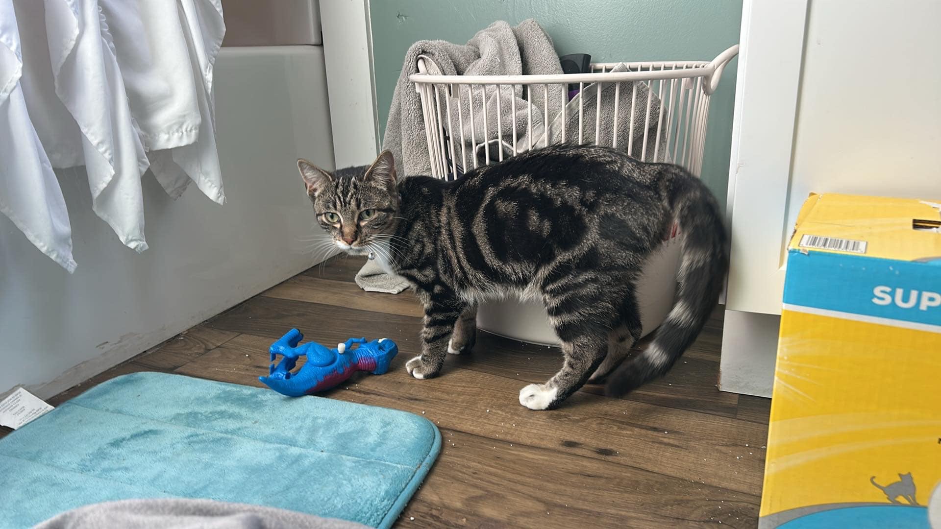 Prince George County Animal Shelter Disputanta