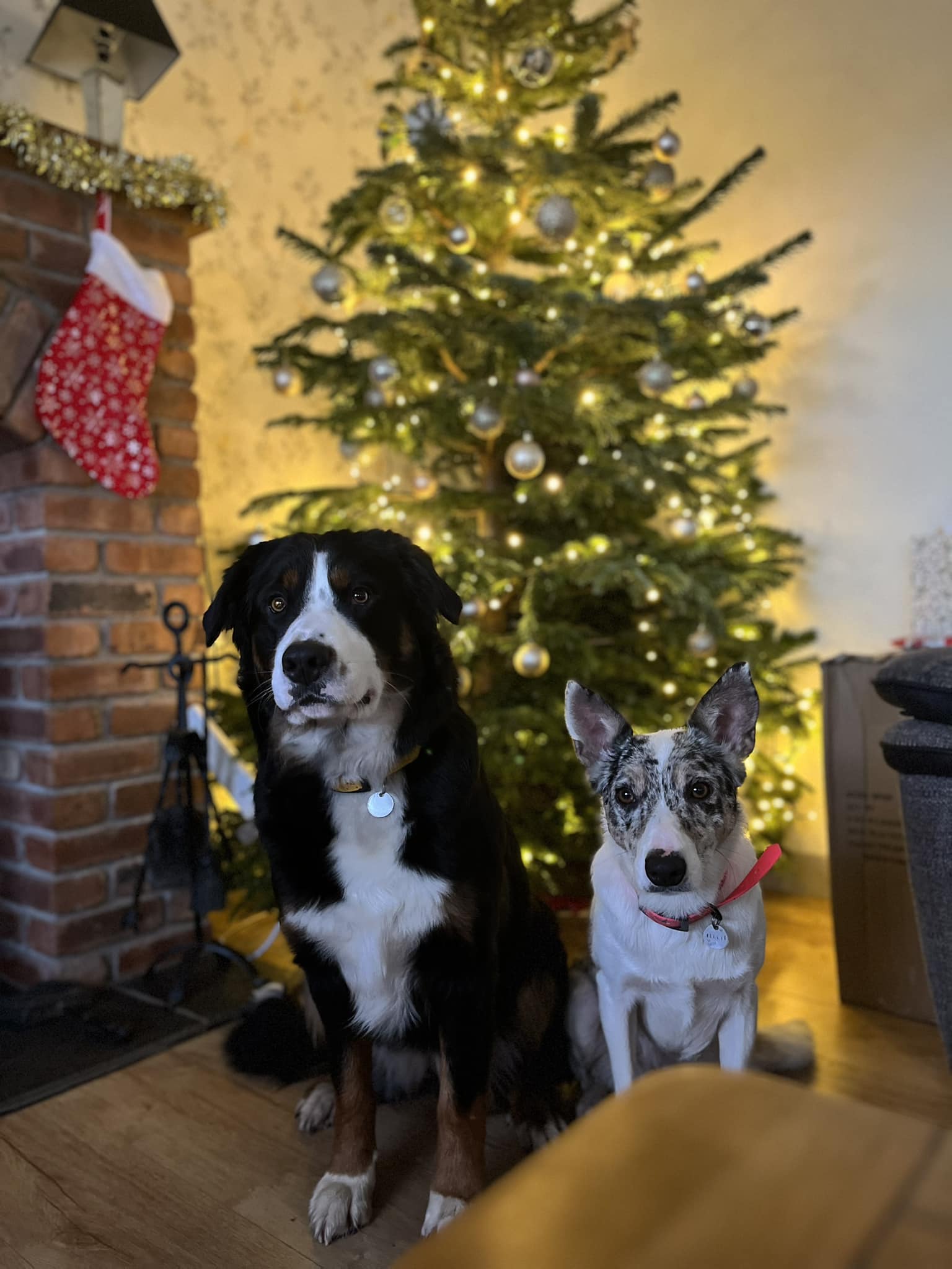 Hilltop Pet Grooming & Boarding