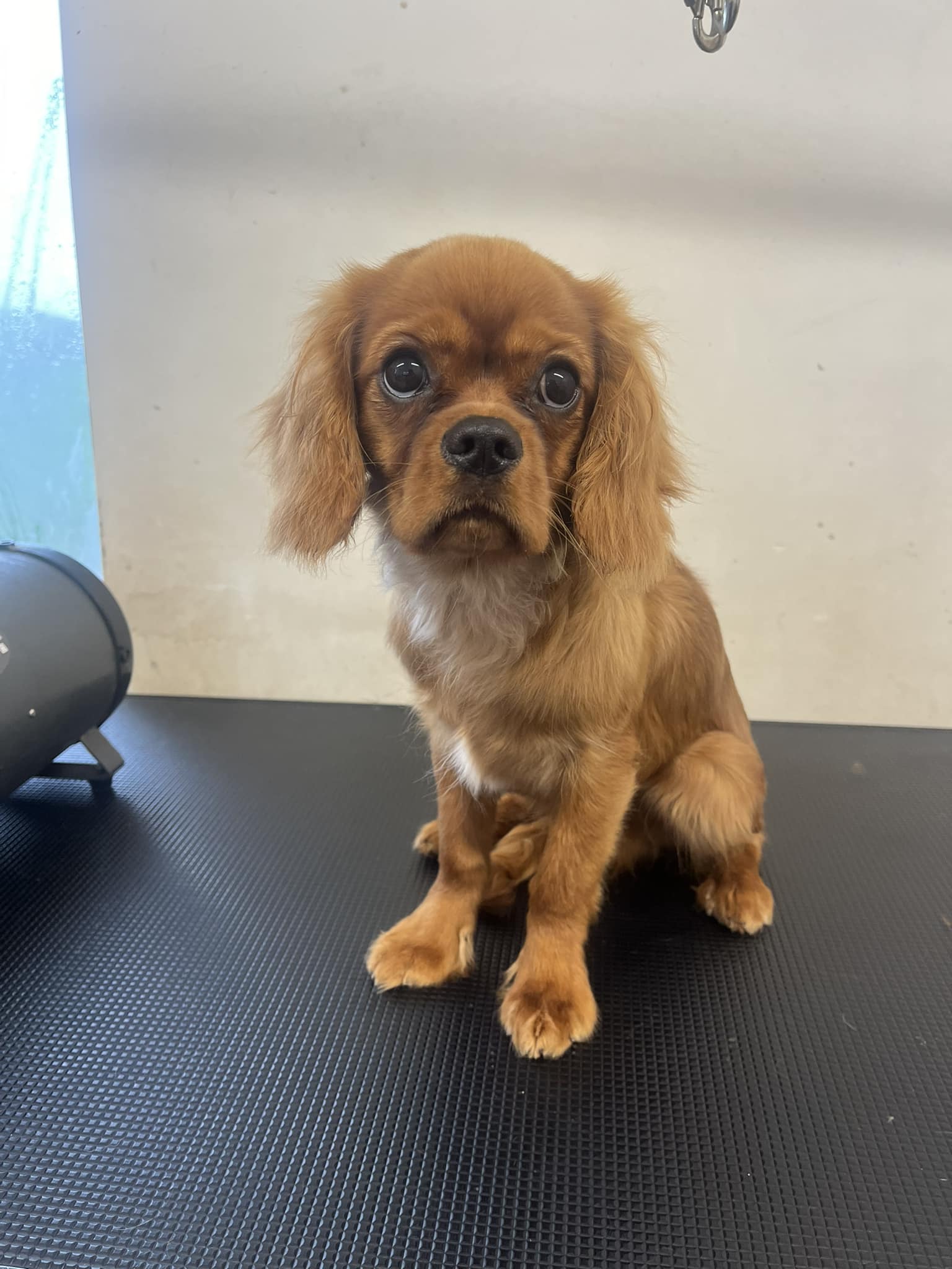 Hilltop Pet Grooming & Boarding