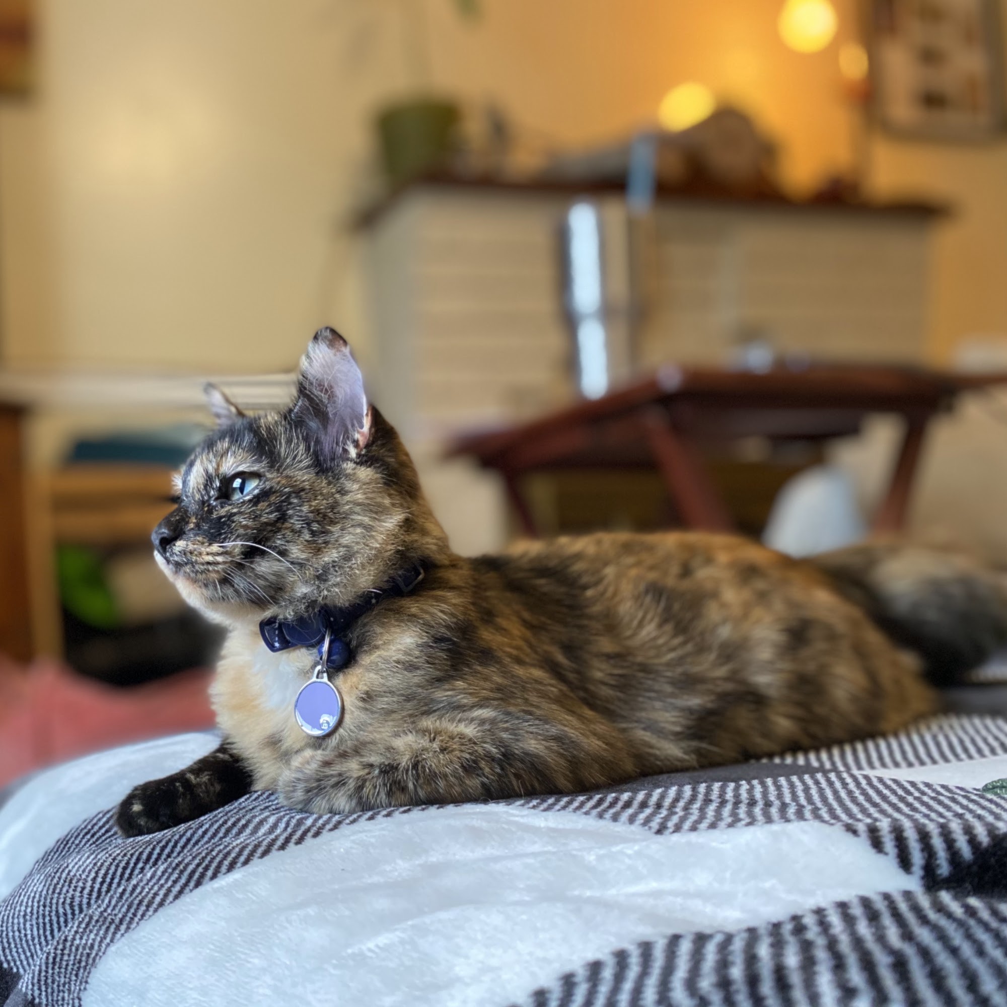 Rasnic Animal Clinic Duffield