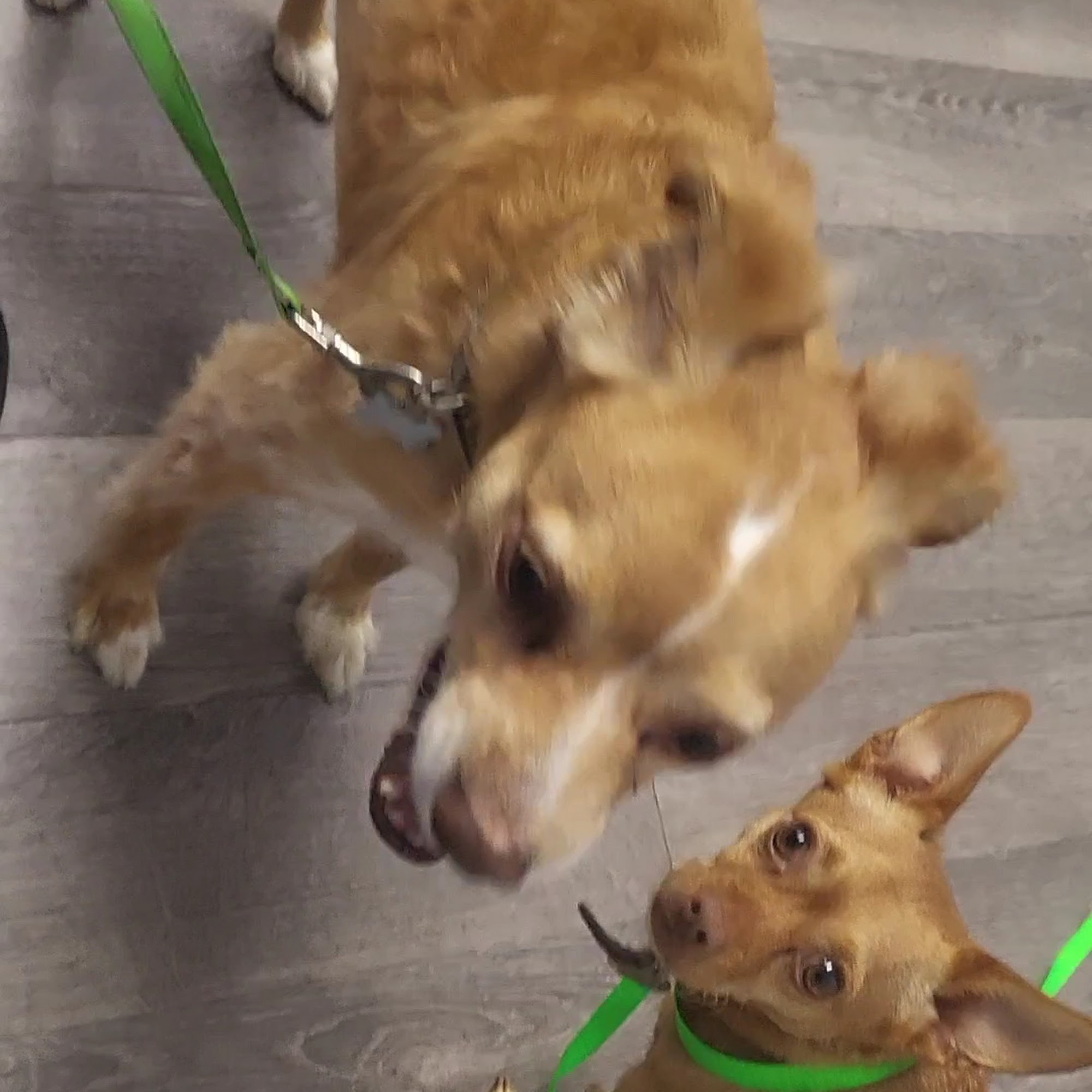 Dumfries Animal Hospital Dumfries