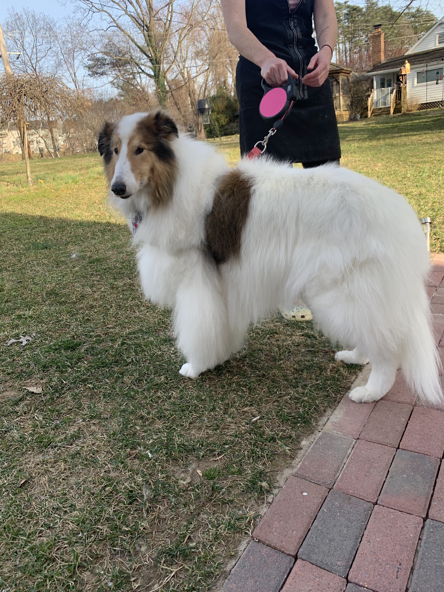 Pooch Purrfect Pet Spa LLC Dumfries