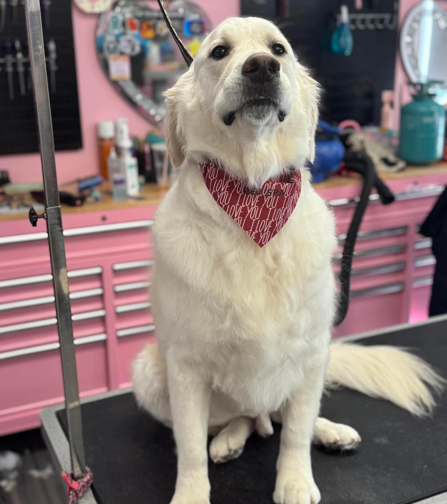 Pooch Purrfect Pet Spa LLC Dumfries