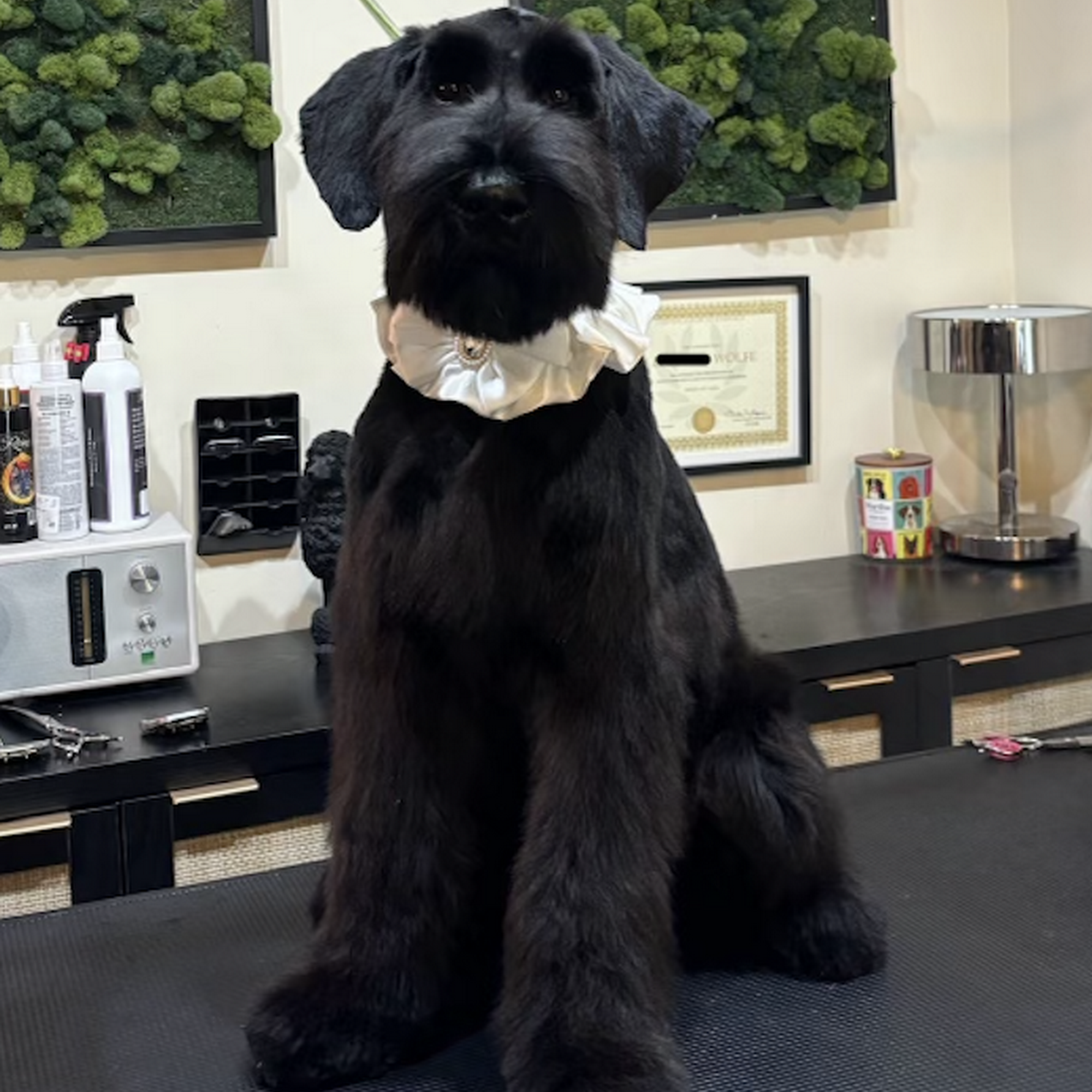 The Woof Grooming Dumfries