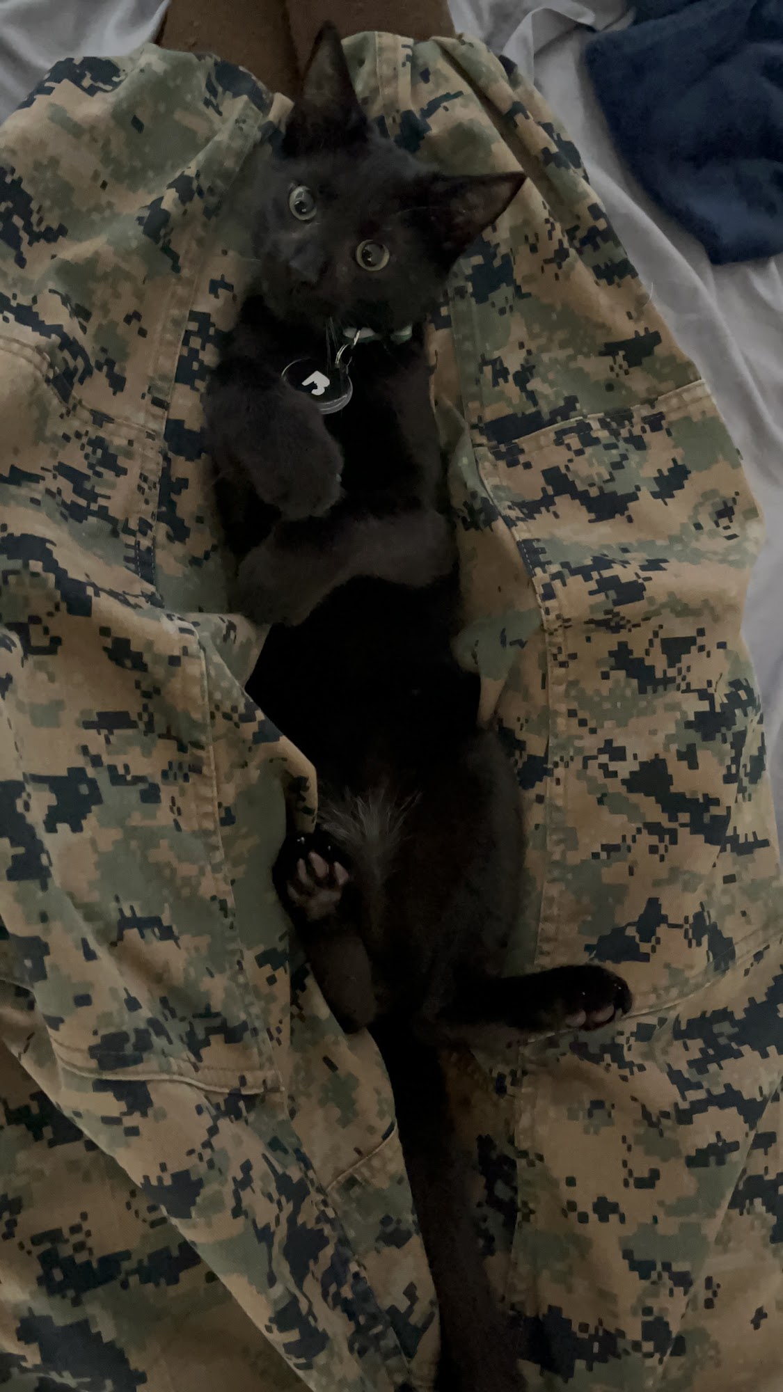 Humane Society of Northern Virginia Dumfries