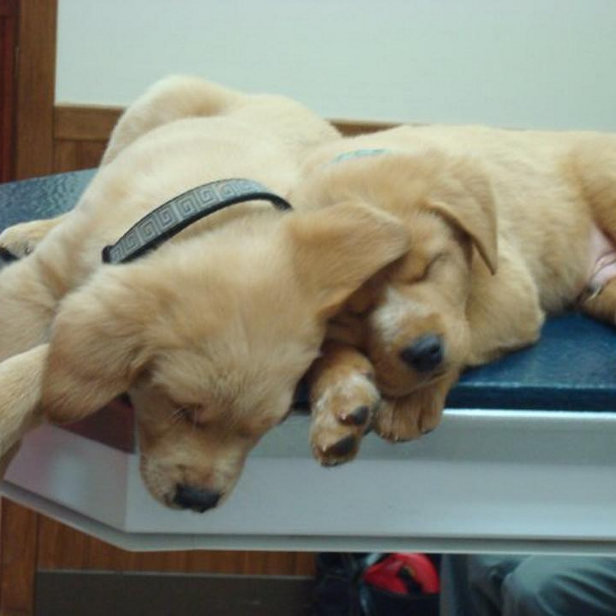 Earlysville Animal Hospital Earlysville