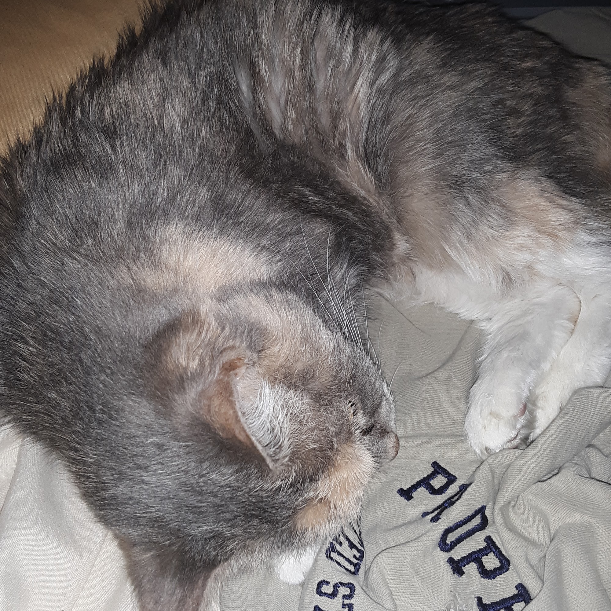 Animal Hospital of Emporia Emporia