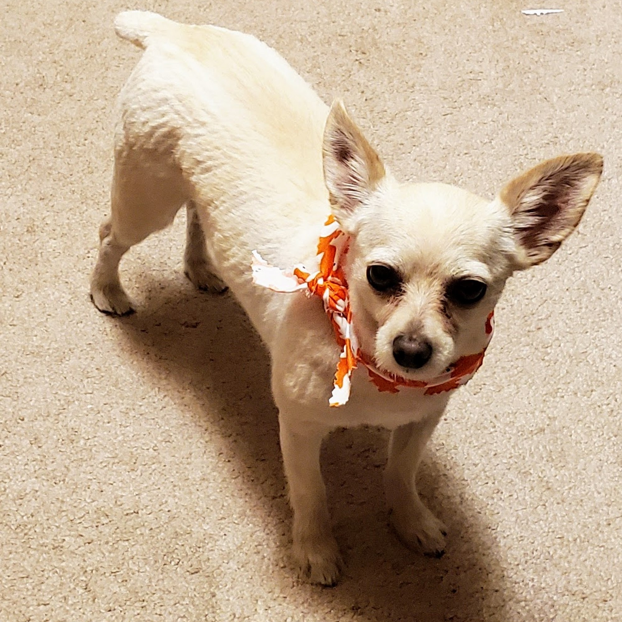 Canine Classics Fairfax Station