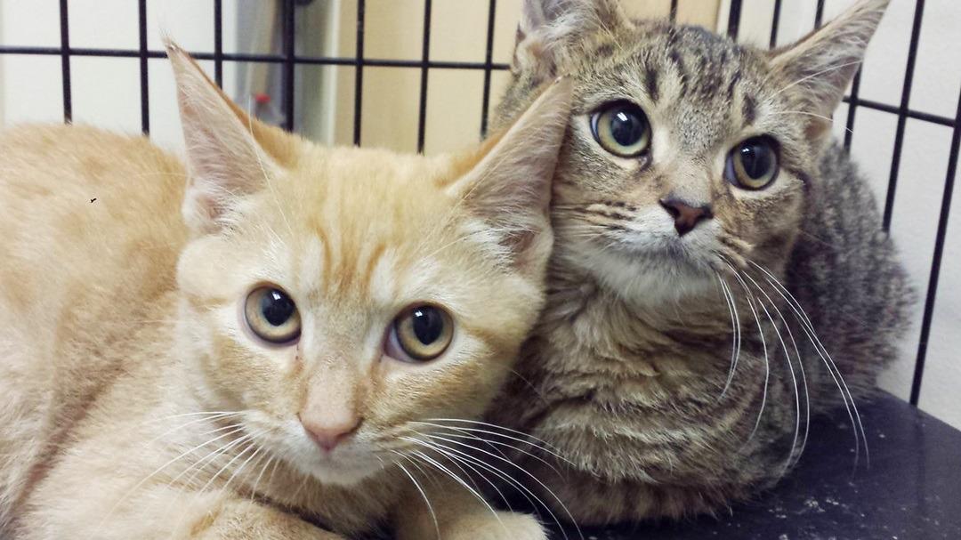 Crosspointe Animal Hospital Fairfax Station