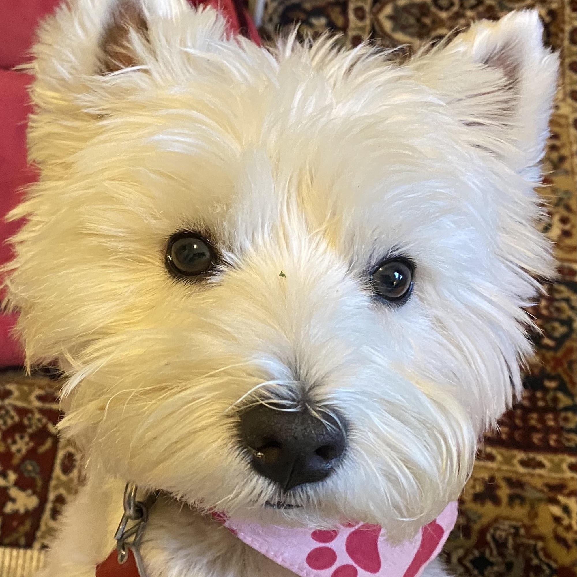 Montrose Animal Health Center Fairfax