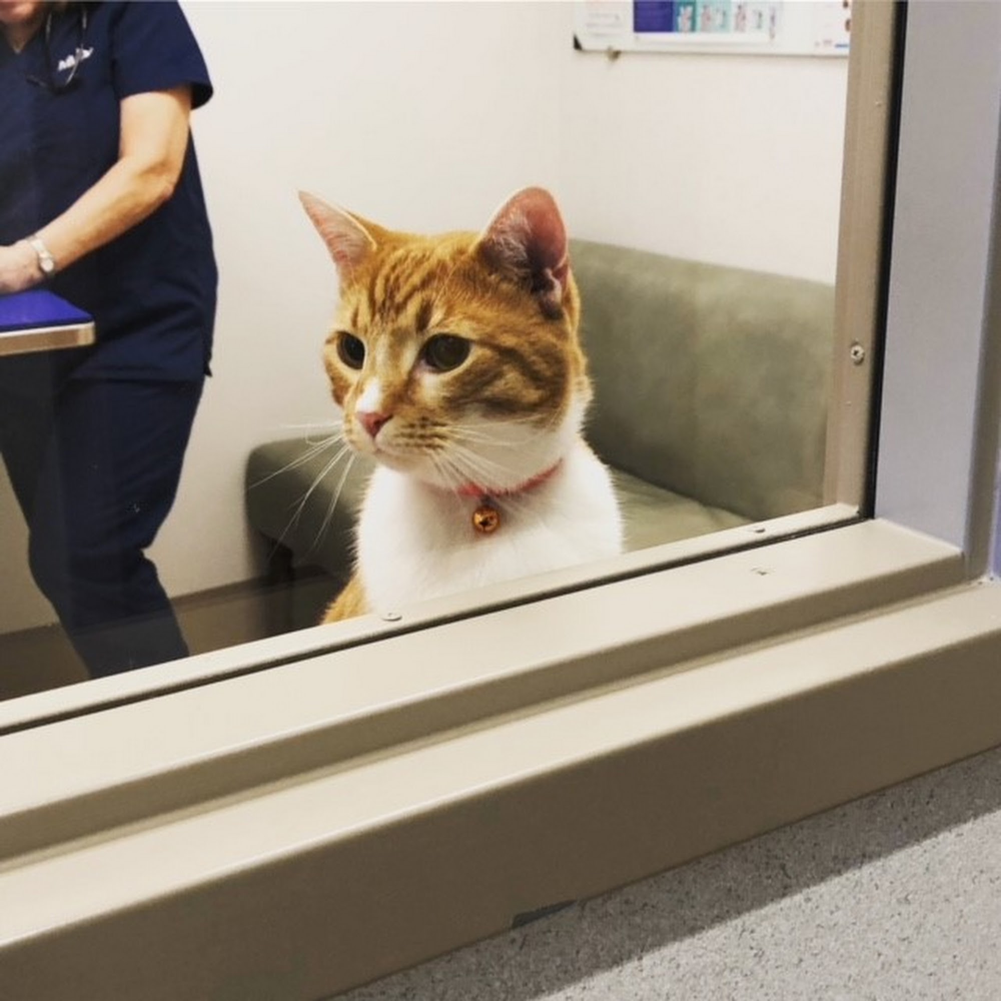 Mainstay Veterinary Practice Fairfax