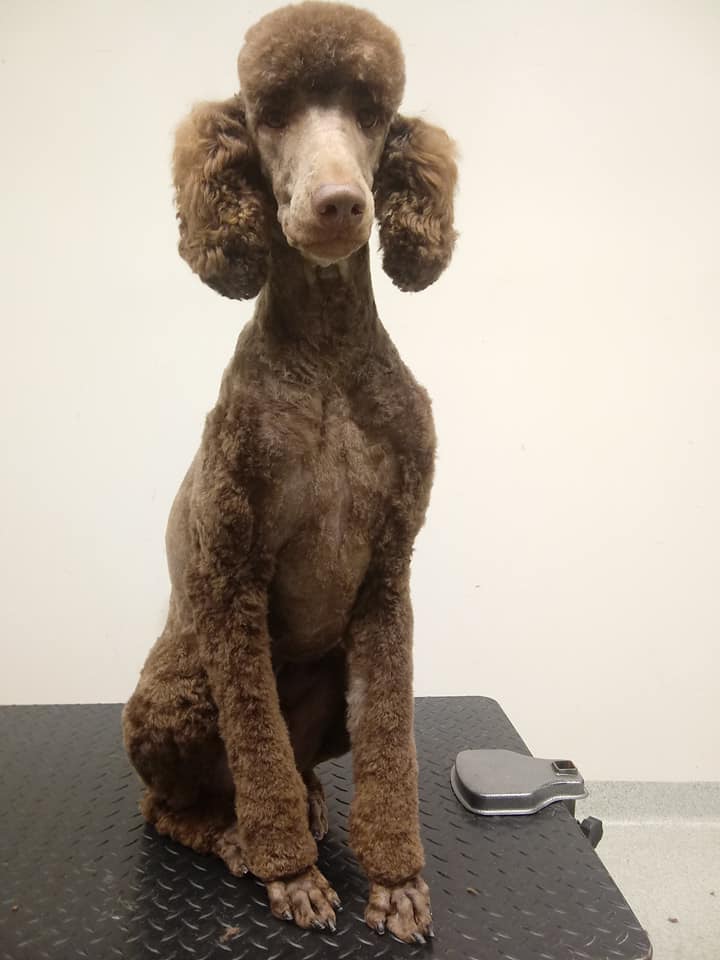 Montrose Pet Hotel Fairfax