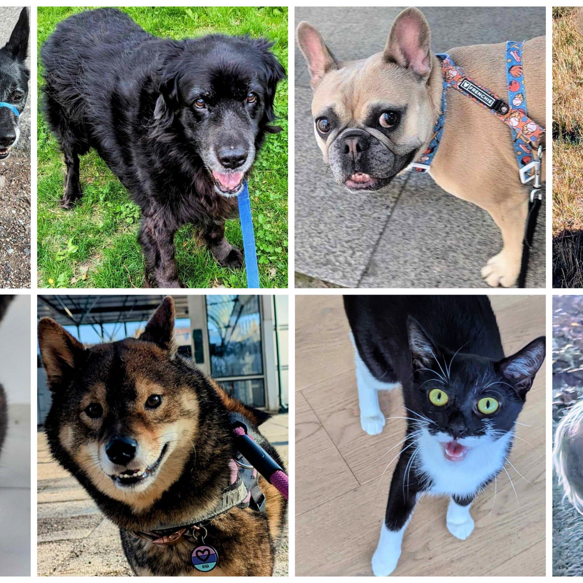 Mickey & Friends Dog Walks and Playdates LLC Fairfax