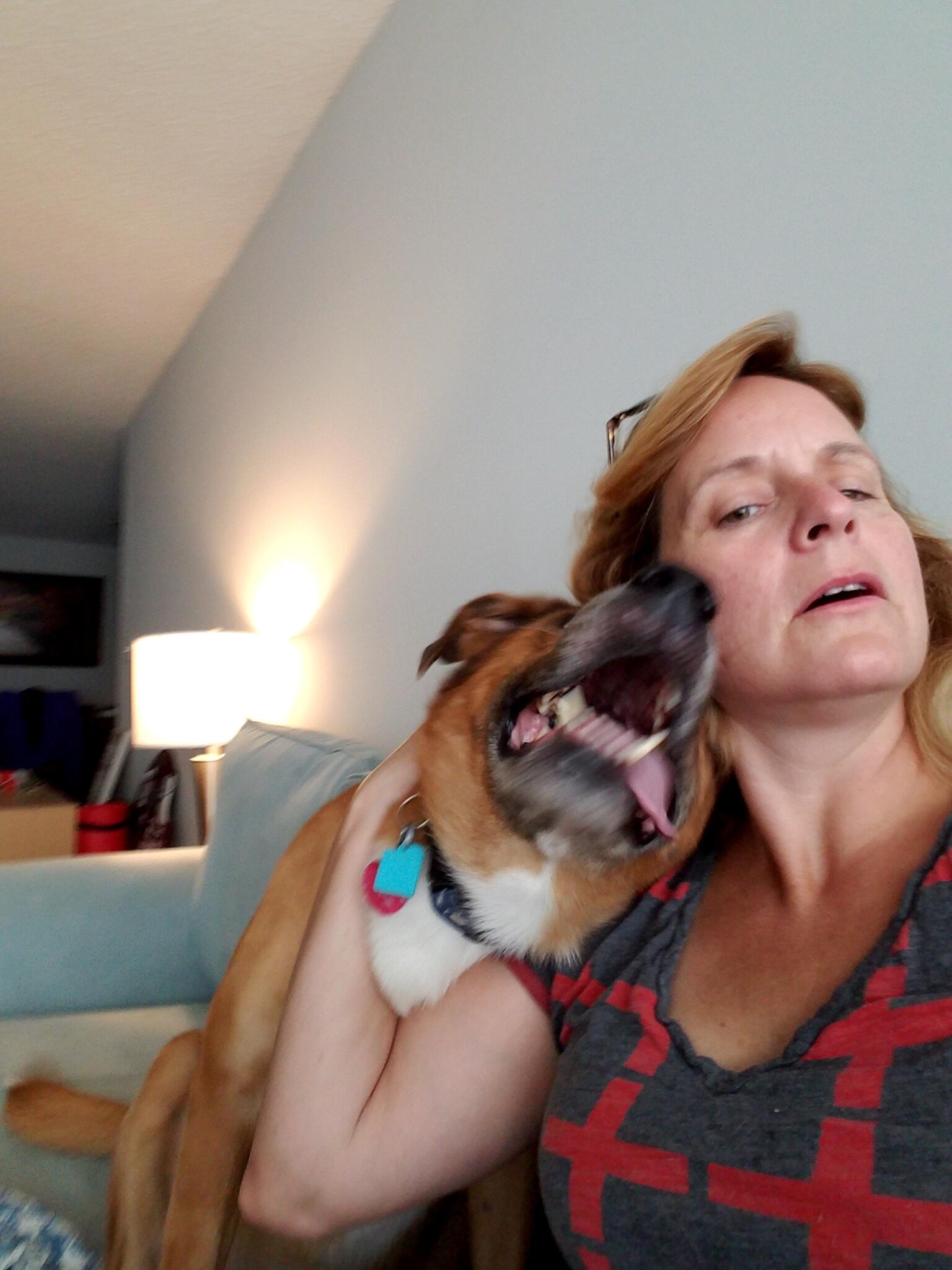 Kim's Urban Hounds- Dog Walking & Pet Sitting Fairfax