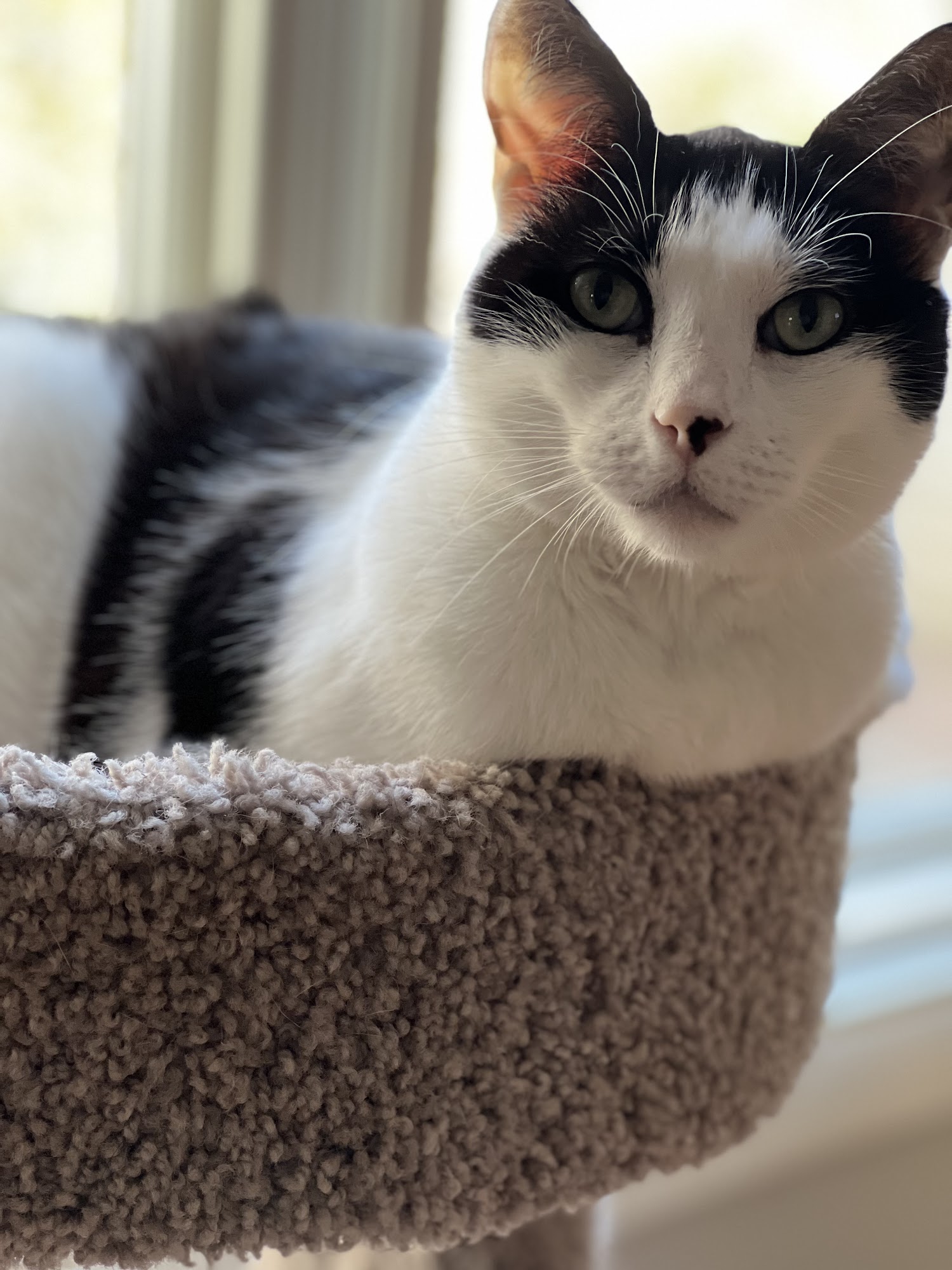 All Friends Pet Care Fairfax