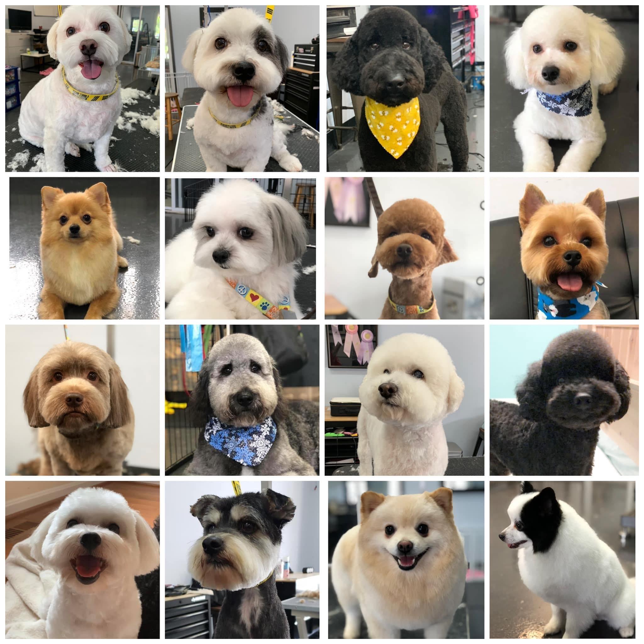 How Cute Dog Grooming Fairfax