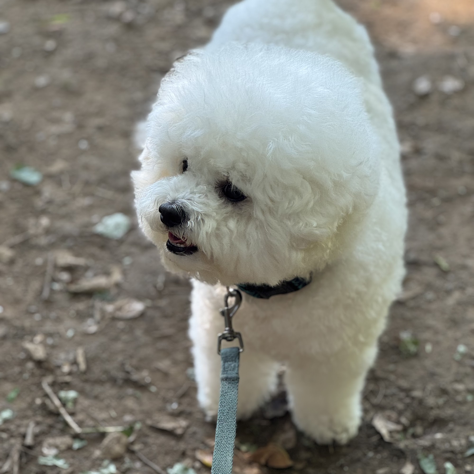 Campbell Animal Hospital Fairfax