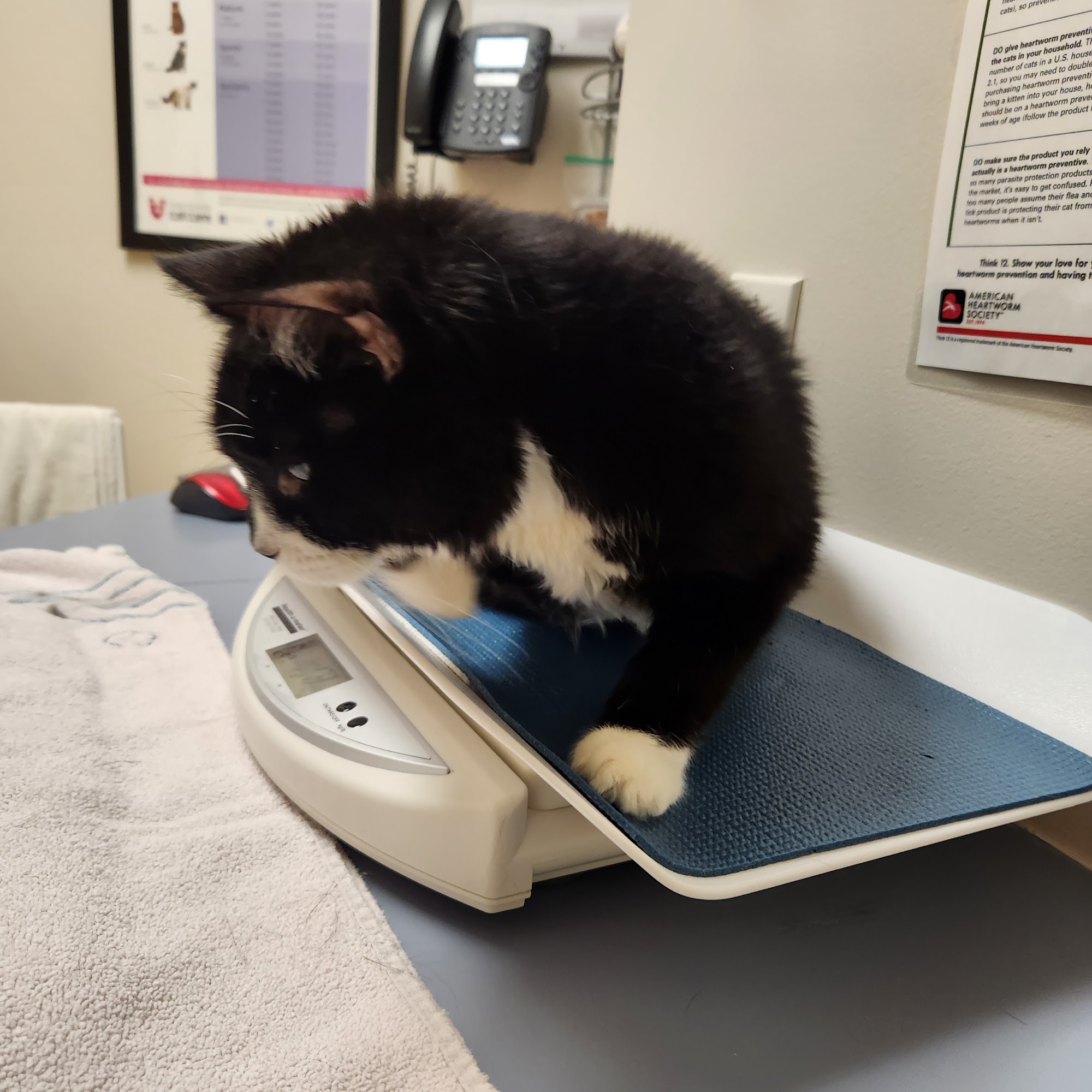 The Cat Hospital of Fairfax Inc Fairfax